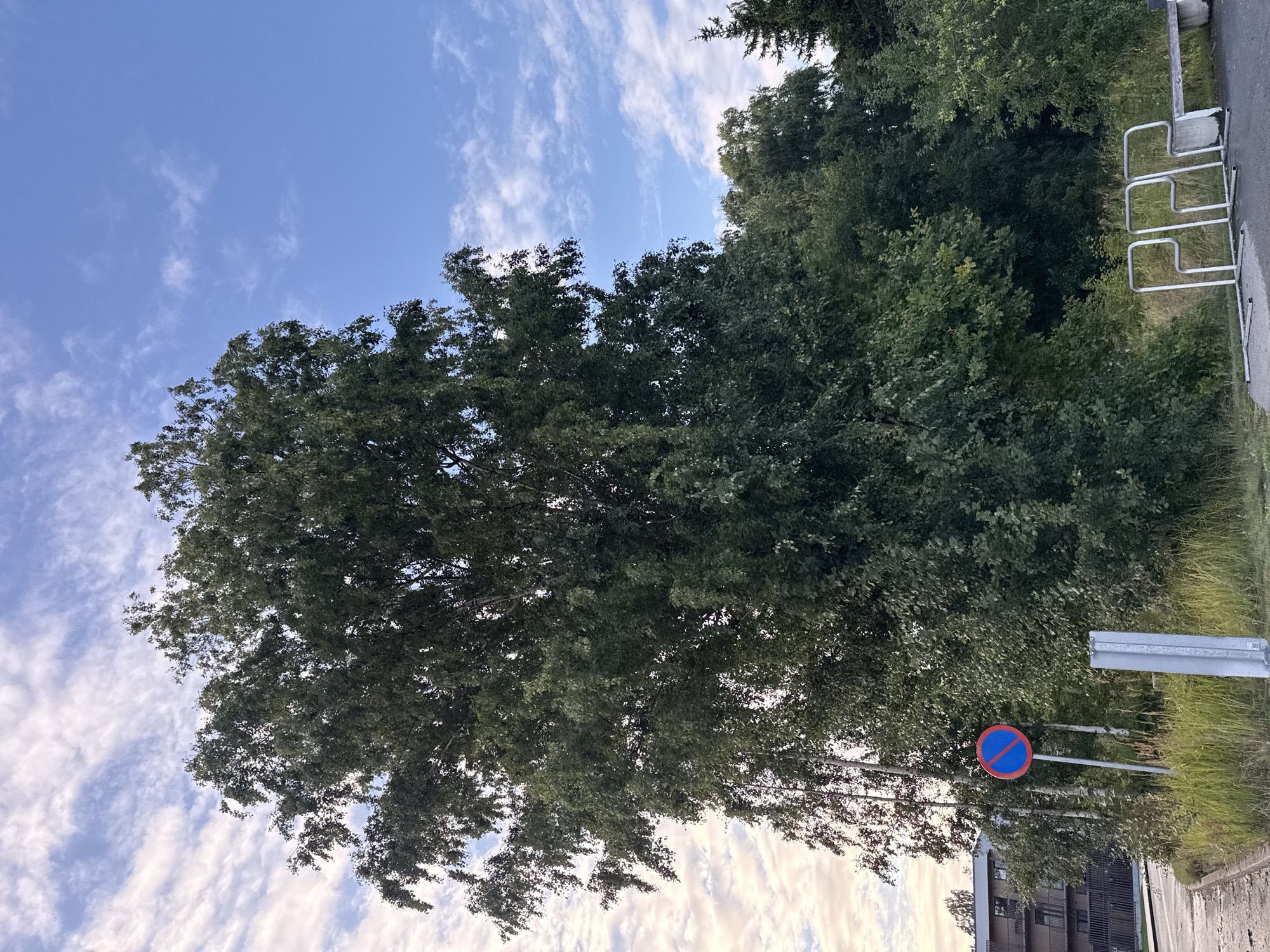 The image depicts an outdoor scene with a large tree dominating the center, its dense green foliage contrasting with a blue sky populated by scattered white clouds. In the foreground, a road or pathway is visible, bordered by green grass and vegetation. To the left, a red and blue circular traffic sign with a diagonal red line through it, indicating "no parking," is mounted on a pole. Behind the sign, a modern building with balconies can be seen. To the right of the image, a metal bicycle rack with three U-shaped stands and a concrete bench are present. The overall impression is that of a quiet urban or suburban area, possibly a park or residential vicinity, with typical city infrastructure elements. The scene is likely in Tallinn, Estonia, given the context of the prompt. There are no people or animals visible in the image.