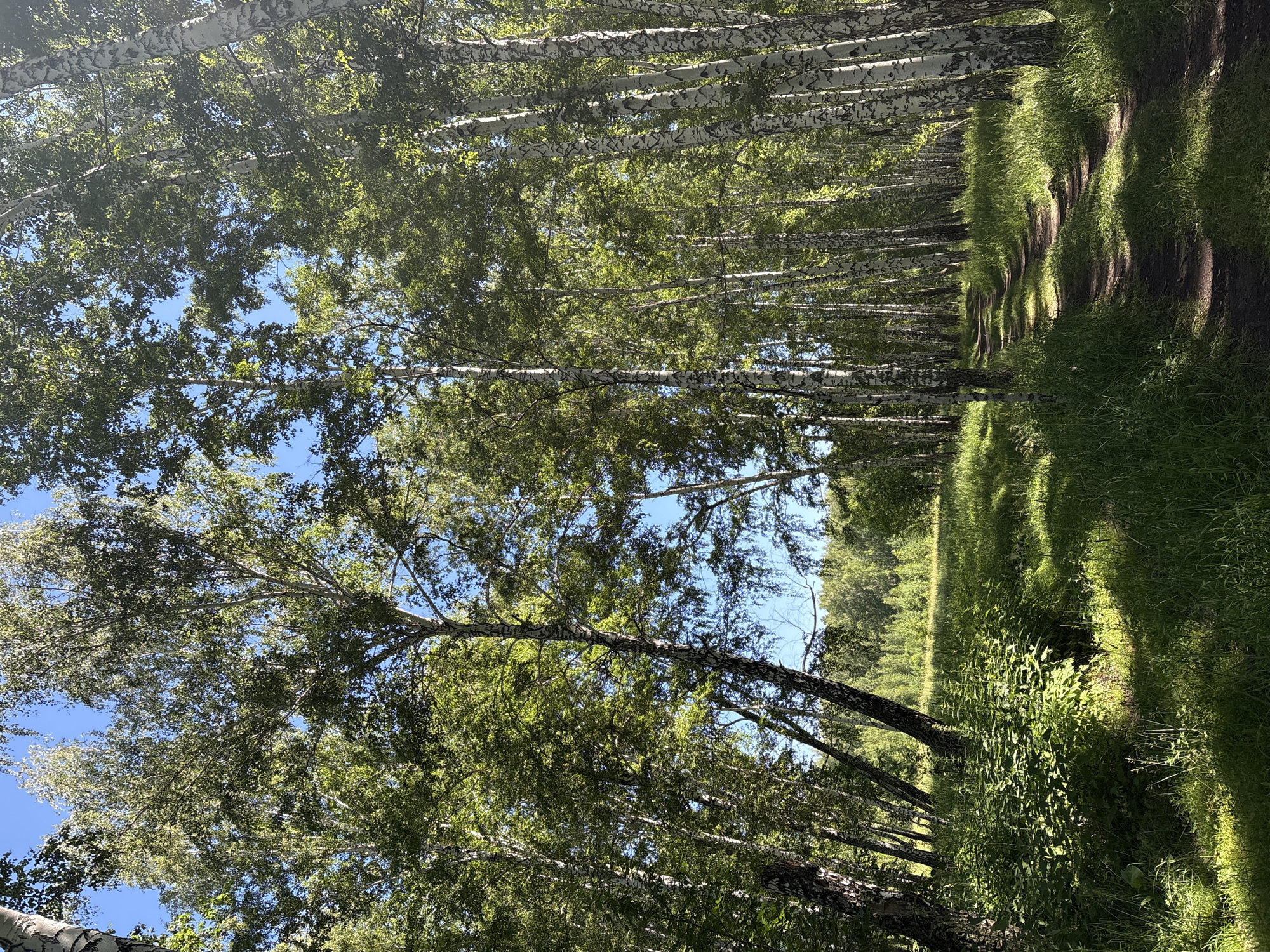 The image depicts a sun-dappled forest path in Dubrovino, Russia. The path, appearing as a dirt track, winds through a dense birch forest, with tall trees characterized by their distinctive white bark and green foliage dominating the scene. Sunlight filters through the canopy, creating patches of light and shadow on the path and the surrounding tall grass and undergrowth. In the distance, the forest continues, with a lighter area suggesting a clearing or the edge of the woods. The sky above is a clear blue. No people or animals are visible in the frame.