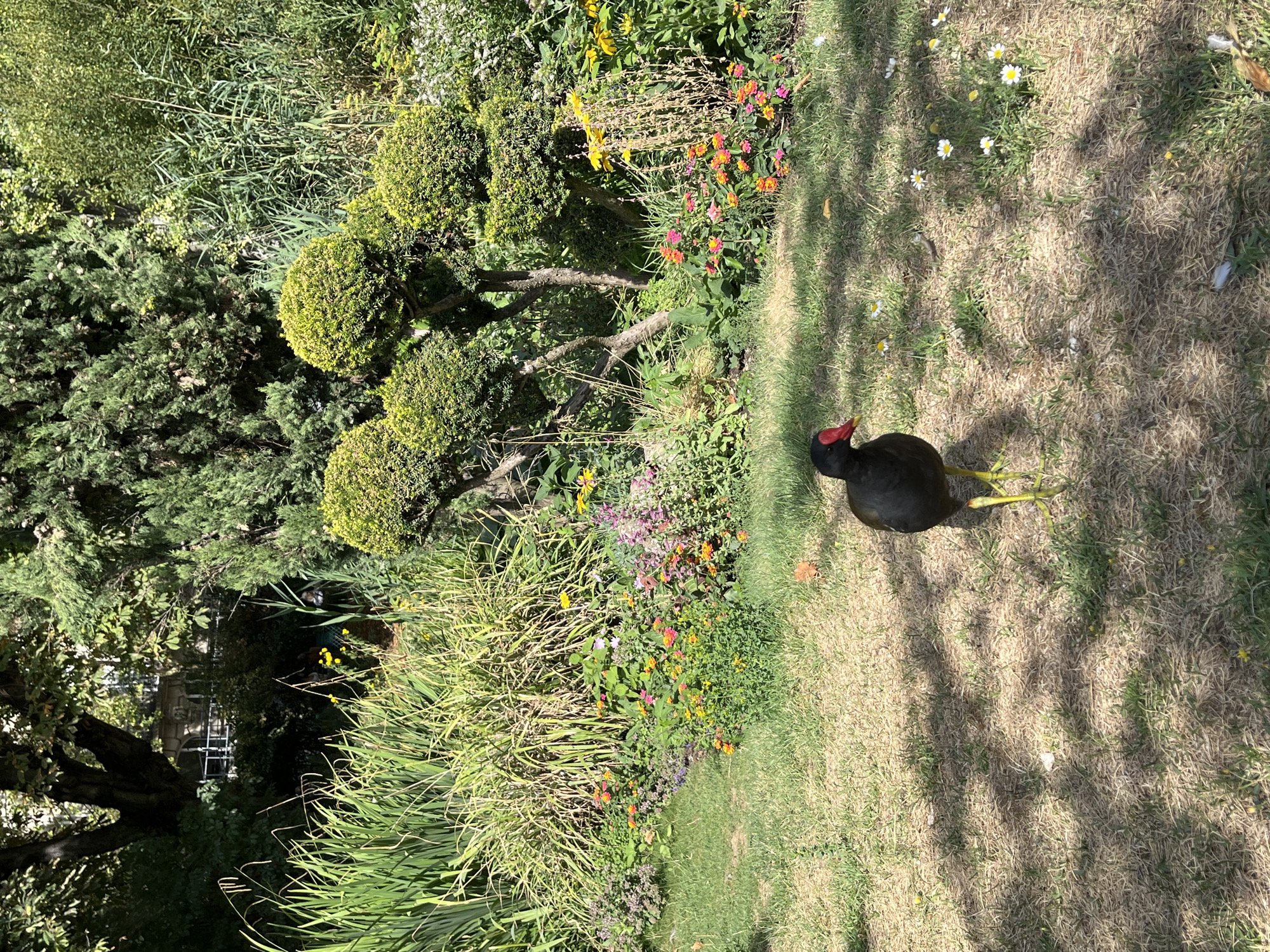 An adult moorhen with black plumage, a red bill, and yellow legs stands on a dry, sun-dappled grassy area in what appears to be a park or garden. The bird is facing left and its body is mostly in the foreground. Behind the bird is a colorful flowerbed with a variety of blooms in shades of pink, orange, and yellow, interspersed with green foliage. In the background, there are tall grasses, shrubs, and trees, with some manicured topiary bushes visible. Sunlight casts shadows on the grass from the surrounding vegetation. There are no humans visible in the image. The overall scene suggests an outdoor setting in a well-maintained natural or semi-natural environment.