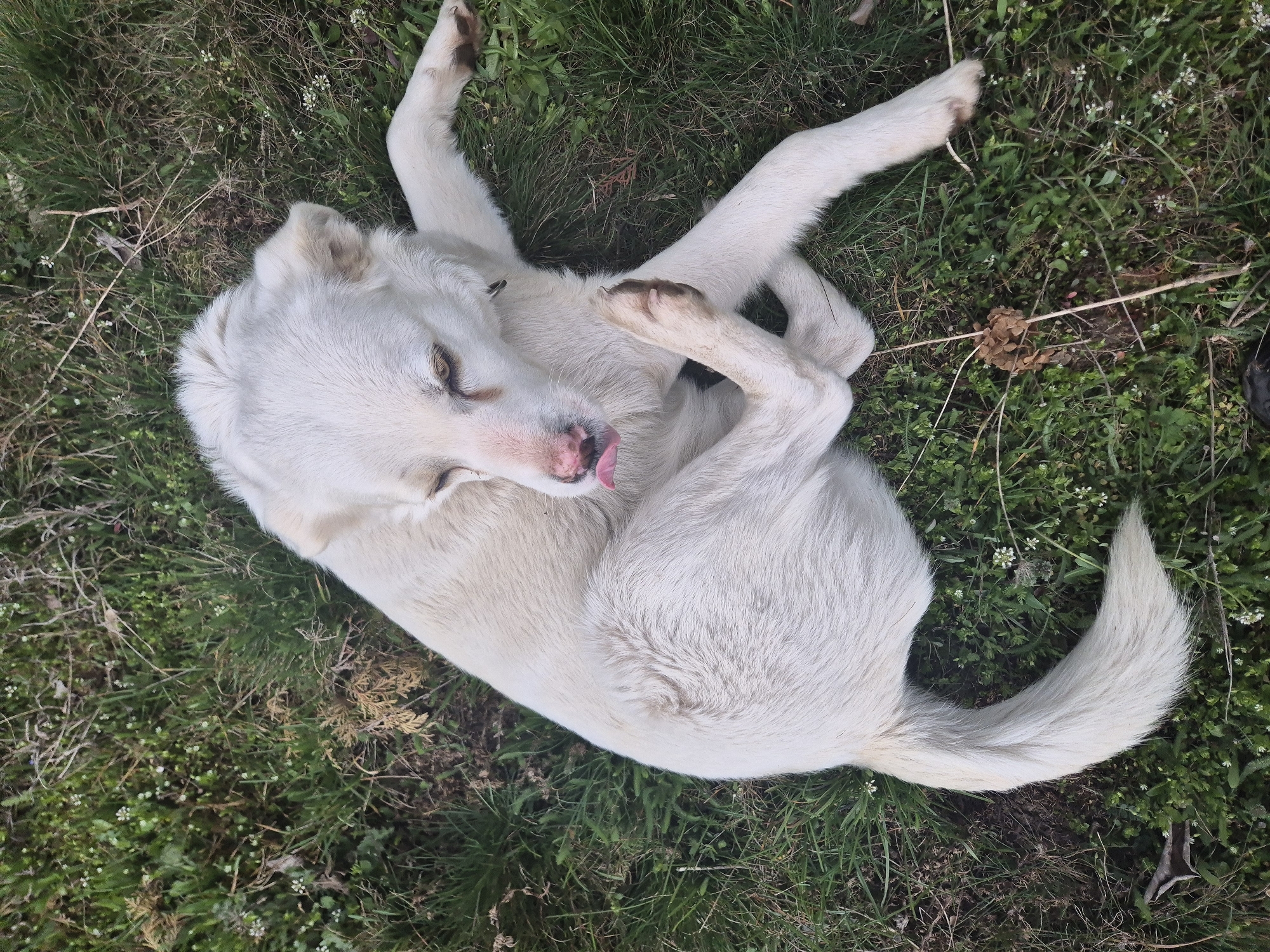 A white-furred domestic dog is depicted lying on its left side on a patch of grassy ground in the city of Pavlikeni, Bulgaria. The dog's head is turned towards the viewer, with its eyes appearing partially closed. Its pink tongue is extended from the left side of its mouth. The dog's left hind leg is raised and bent, with the paw positioned near its head, indicating a scratching or grooming action. A dark-colored collar is visible around its neck. The surrounding environment consists of green grass interspersed with small white flowers and areas of dried brown vegetation.