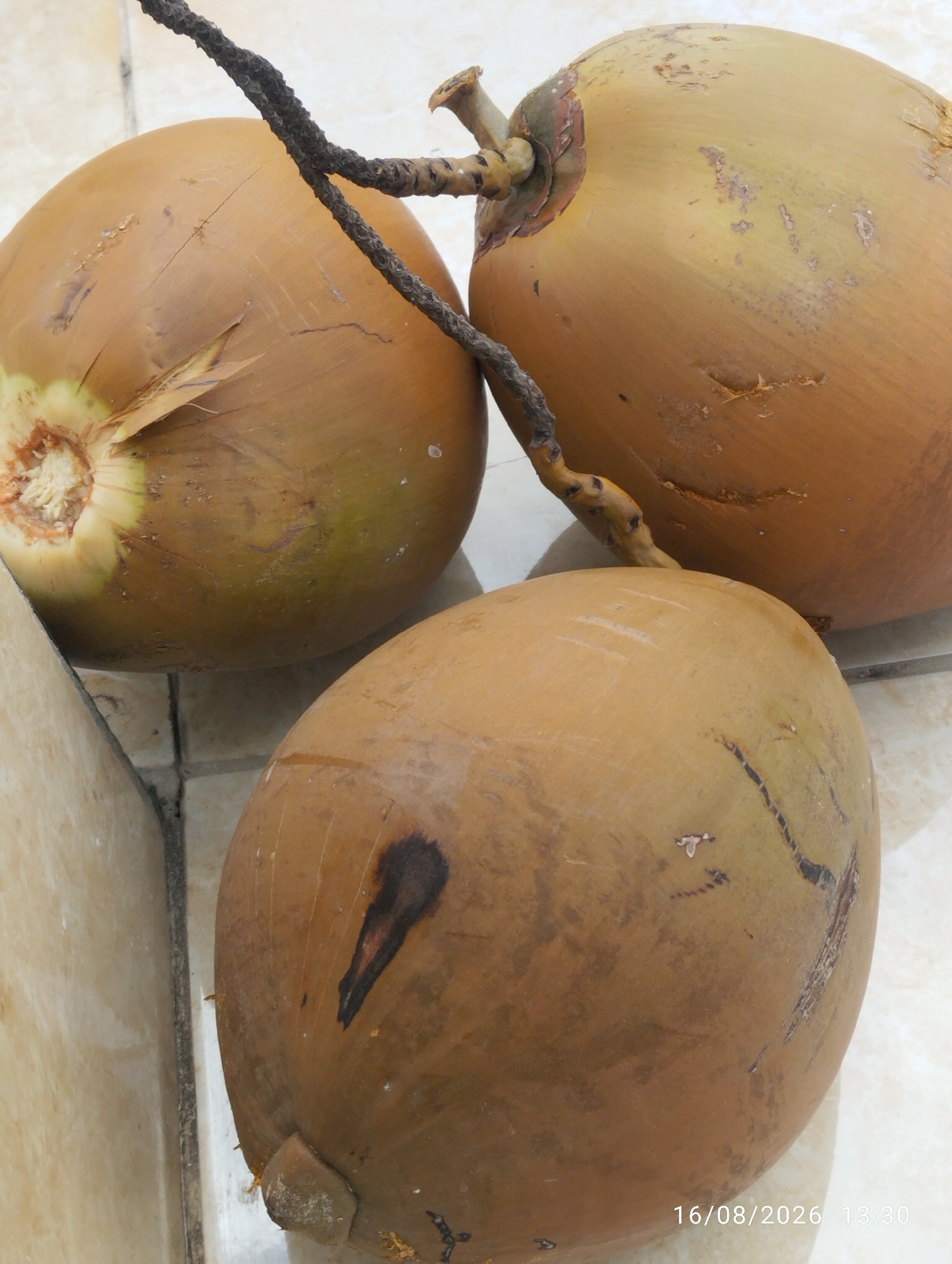 Three brown coconuts are arranged on a tiled floor. One coconut is in the foreground, positioned centrally and partially facing the viewer. To the left and slightly behind it, another coconut is visible, with its stem attached and a portion of its fibrous outer layer exposed. A third coconut is in the upper right of the frame, also with a stem. The tiled floor appears to be an outdoor surface, possibly a patio or walkway. The lighting suggests it is daytime. A portion of a light-colored wall is visible on the far left of the image. The timestamp "16/08/2026 13:30" is overlaid on the bottom right of the image. The scene is located in Sukamaju, Indonesia.