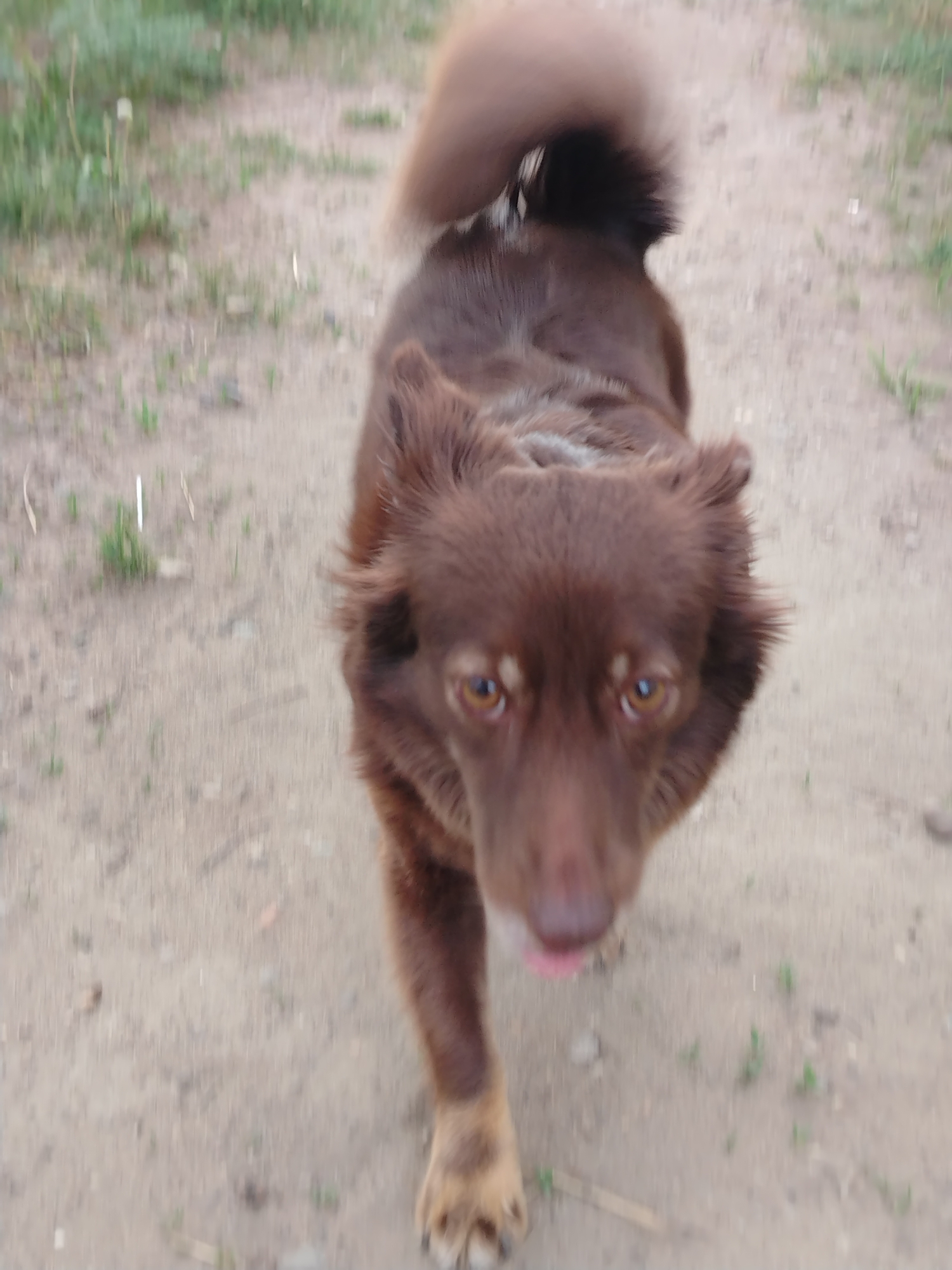 A brown dog is walking on a dirt path. The path is surrounded by grass. The dog has brown eyes and a brown coat. The dog is sticking its tongue out. The location is not in the city of Noviy, Russia.