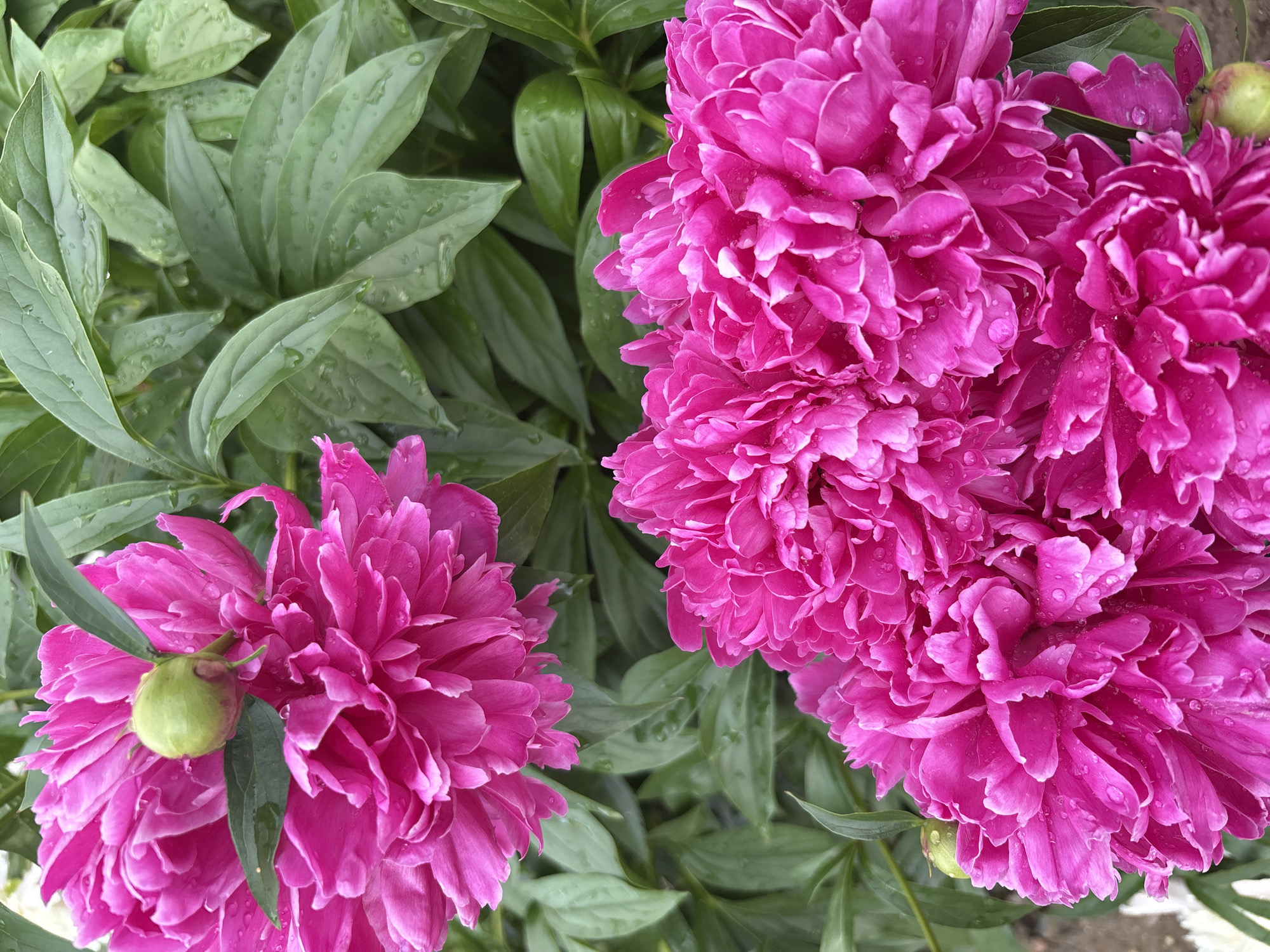 A close-up, vertical shot showcases vibrant pink peonies with lush green leaves as a backdrop. The flowers, characterized by their dense, ruffled petals, are speckled with dew drops, suggesting a recent rain or morning mist. One peony bud, a bright green, is visible near the top left. The overall scene evokes a sense of natural beauty and freshness, likely captured in a garden setting within Chaikovsky, Russia, during the blooming season.