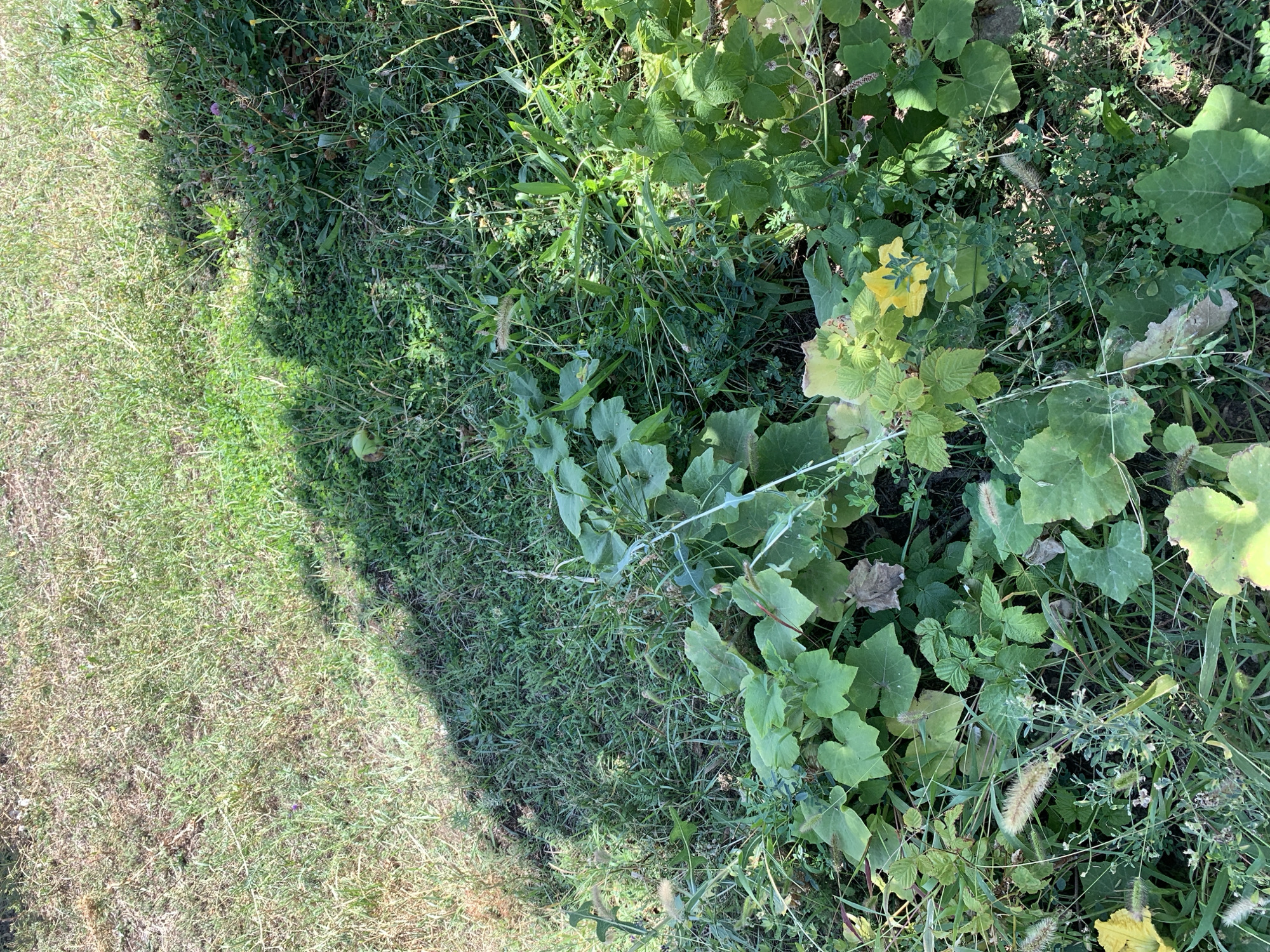 The image shows an outdoor scene with a patch of grass and vegetation. A shadow is cast across the grass, indicating sunlight. Various green plants are visible, including some with large, lobed leaves and smaller, more delicate foliage. There is also some yellowing vegetation and a single yellow flower. A green apple is visible on the ground in the upper right quadrant of the image. The overall environment appears to be natural and uncultivated.