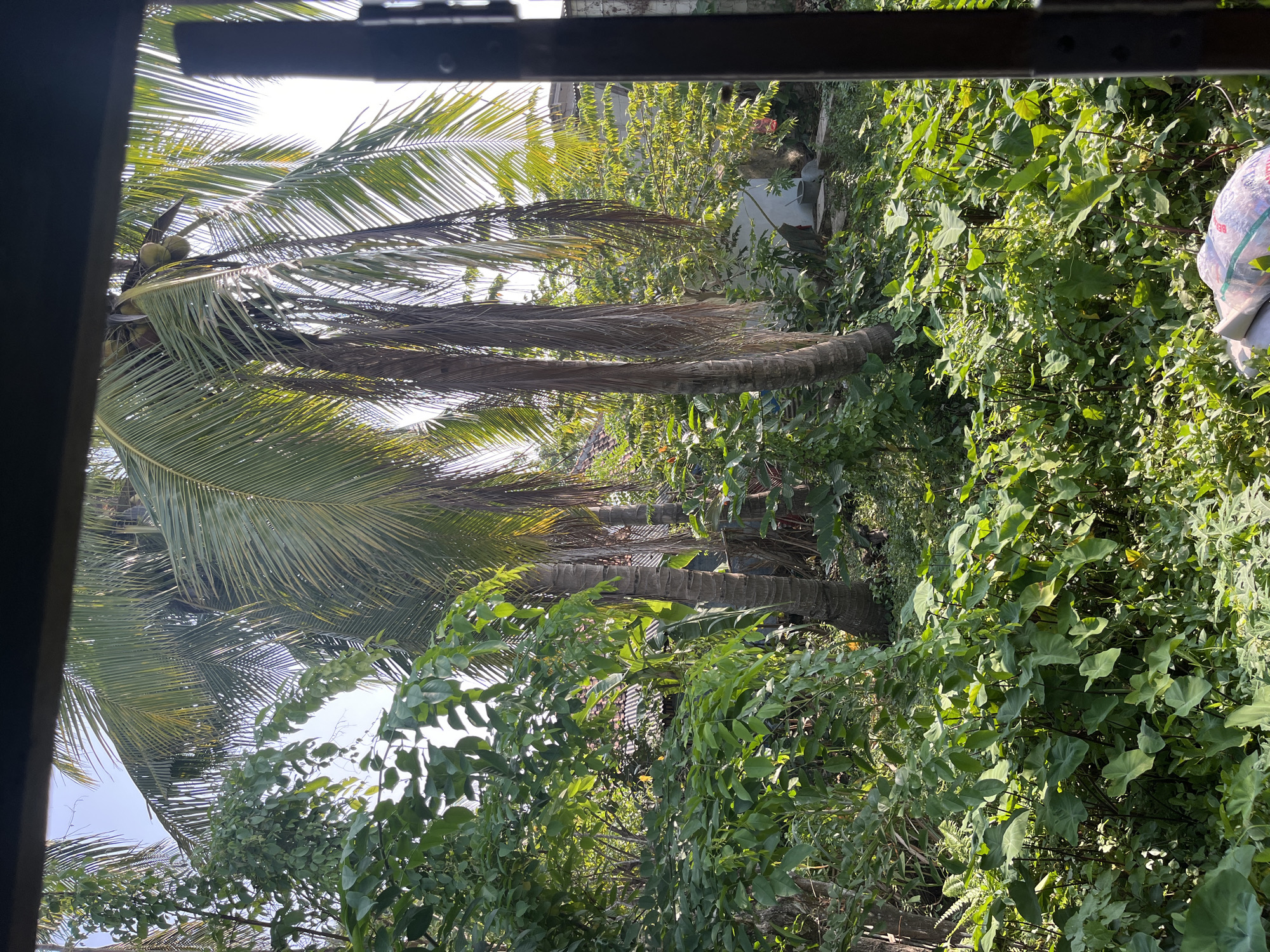 This is an outdoor scene viewed from a window frame, likely in Laban, Indonesia. The foreground is dominated by lush green vegetation, with large, heart-shaped leaves of taro plants and smaller, leafy plants. In the midground, several tall coconut trees stand out, their fronds reaching towards the bright sky. Some of the coconut trees have visible coconuts. Beyond the trees, a few buildings with corrugated roofs are partially visible, hinting at a residential area. The overall impression is one of a tropical, overgrown garden or yard.
