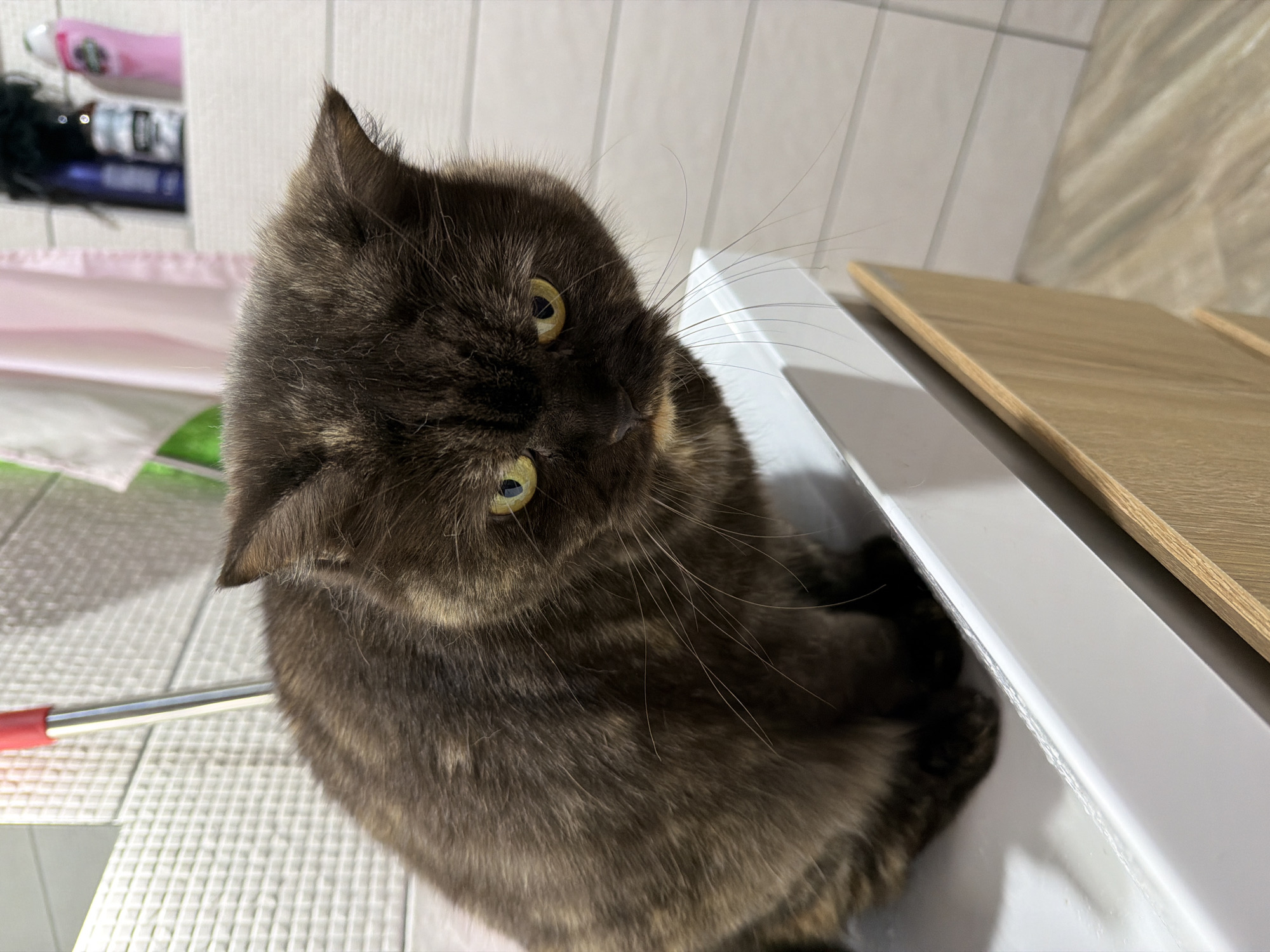 A brown tabby cat with yellow eyes is looking up at the camera. The cat is partially inside a white drawer with a light wood-colored edge. The drawer is on a white surface with a grid pattern. A red-handled mop is partially visible in the lower left. A tiled wall with shelves containing personal items is in the background. The image was taken indoors. The location is Chaikovsky, Russia.