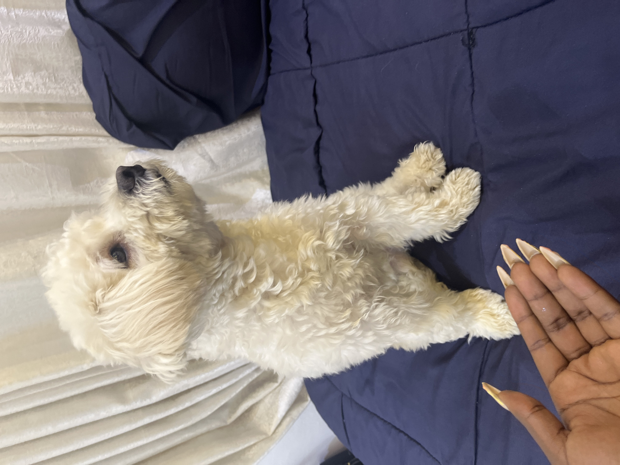 A small, white, fluffy dog with curly fur is sitting upright on a dark blue comforter. The dog is facing to the right of the frame, with its head tilted upwards and looking off-camera. Its ears are floppy and its snout is dark. In the foreground, a person's left hand is reaching towards the dog. The hand has long, light-colored fingernails. The background consists of a beige curtain and a dark blue pillow. The scene appears to be indoors, possibly in a bedroom.
