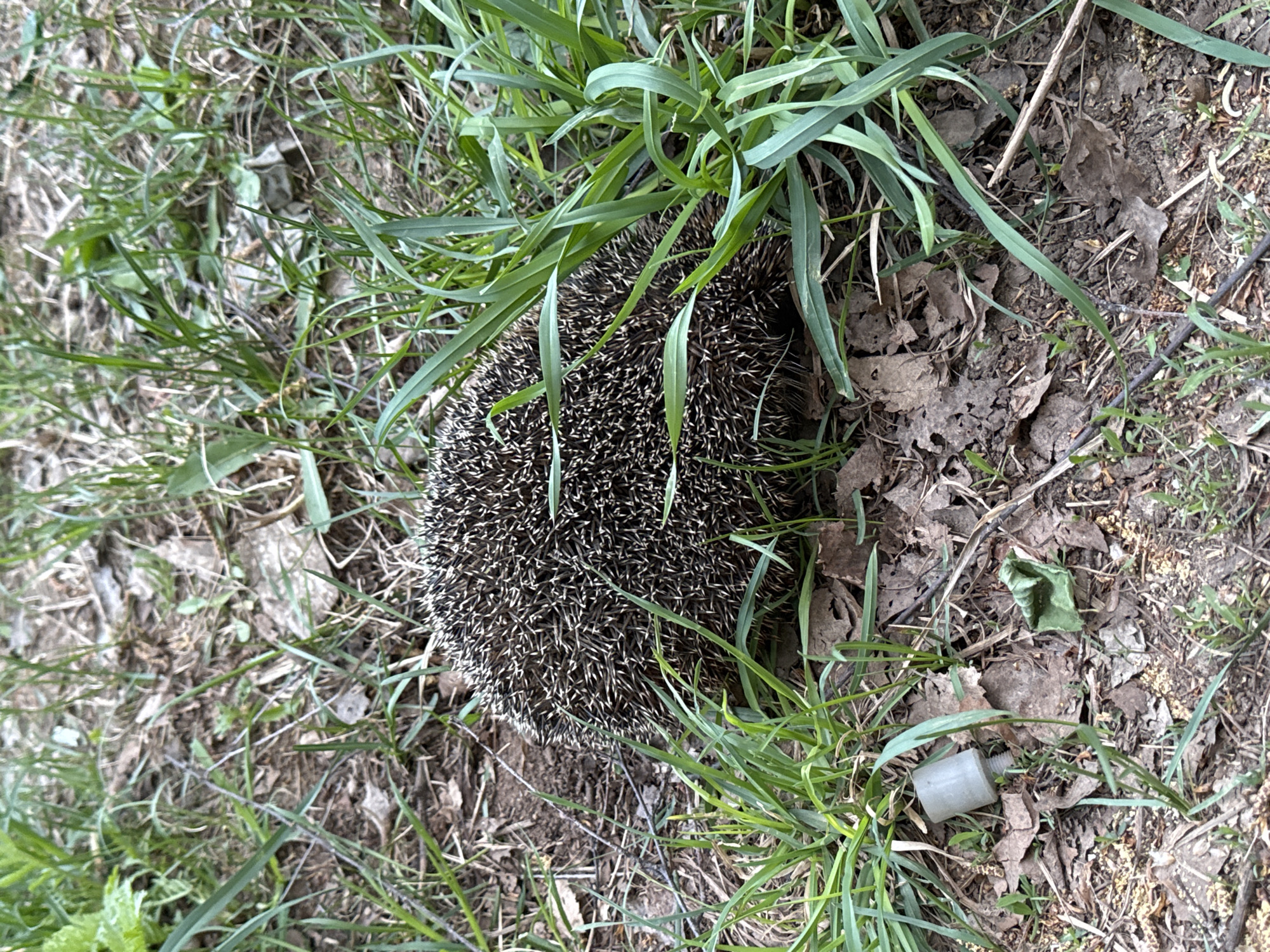 A hedgehog is curled up in grass and dead leaves. A small white plastic bottle cap lies nearby. The location is Chaikovsky, Russia.