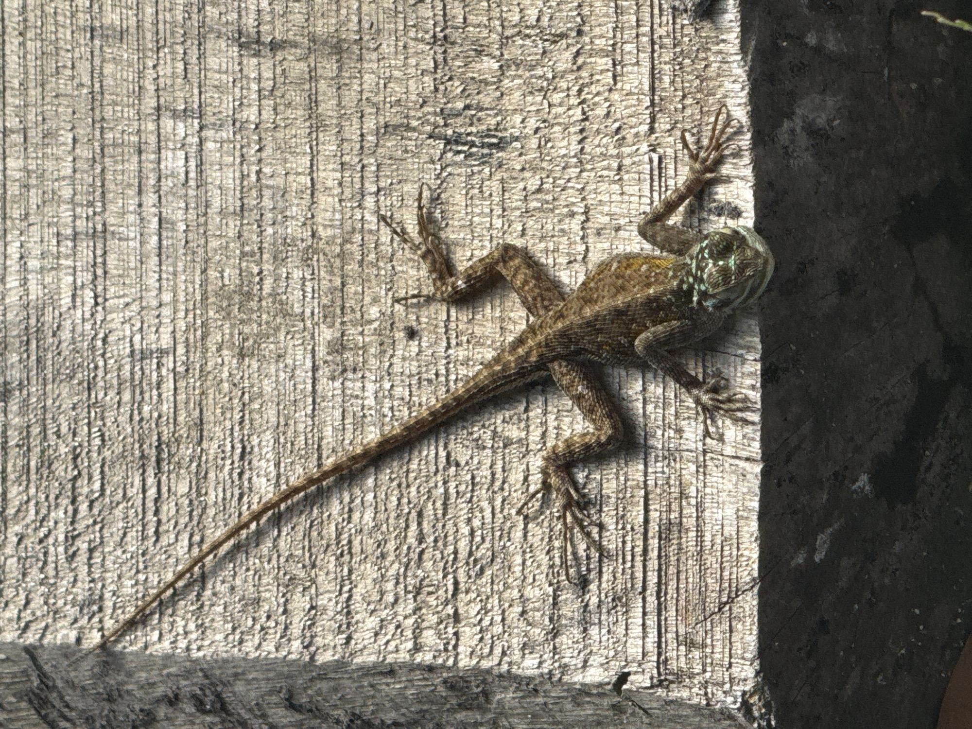 A medium shot of a brown lizard on a light gray wooden surface. The lizard's head is facing the upper right corner of the image and its long tail extends to the lower left corner. The lizard is positioned near a dark gray vertical surface, suggesting a corner. The wooden surface has a visible grain pattern. The scene is likely outdoors, given the natural lighting. The city and context are unspecified.