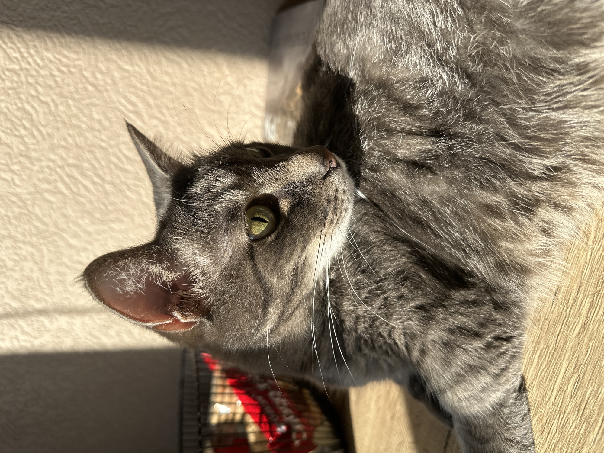 A gray tabby cat with green eyes is lying on a light brown wooden surface. The cat's head is angled upwards and slightly to the left. The cat's body extends out of the frame. A red and black wire object is visible in the lower left corner of the frame, partially obscured by the cat's head. The image is well-lit, with strong shadows on the left.
There is no data about Krasnoyarsk, Russia.