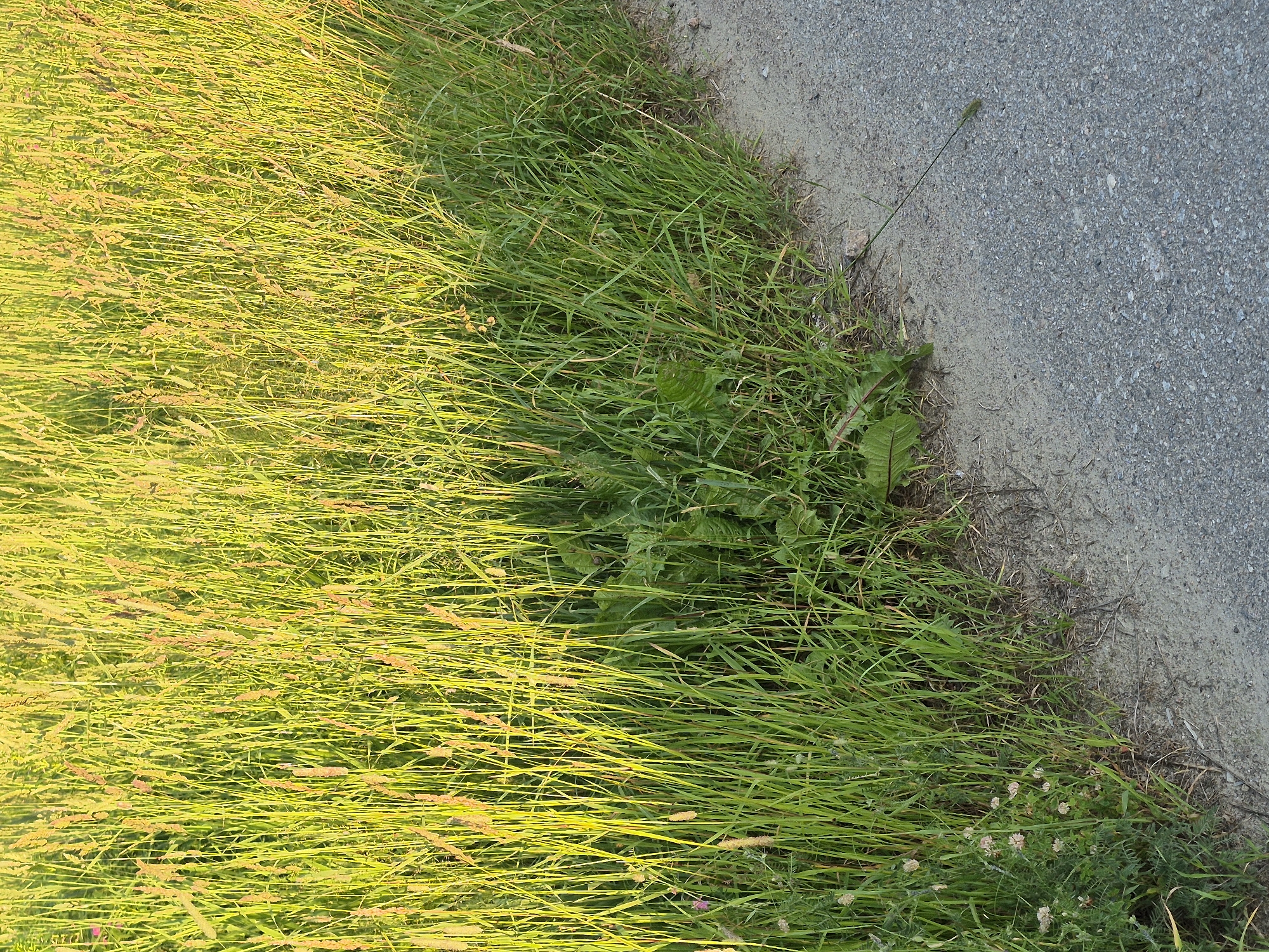 This media file depicts a close-up, top-down view of a grassy area adjacent to an asphalt path. The grass on the left side of the frame is illuminated by warm, golden sunlight, giving it a bright, yellowish-green hue. This area appears dense with tall blades of grass and some seed heads. As the frame moves towards the right, the grass transitions to a deeper, more vibrant green, with some broader leaves and smaller wildflowers visible among the blades. The asphalt path occupies the right half of the image and has a rough, textured surface composed of small stones and gravel. A single thin blade of grass extends from the edge of the grass onto the asphalt. The lighting suggests it is either early morning or late afternoon, given the warm, directional light casting long shadows and highlighting the texture of the grass. The overall scene evokes a sense of a natural, possibly rural or park-like setting. There is no text visible in the image, and no people or specific objects are discernible beyond the natural elements of grass, wildflowers, and the path. The mood is peaceful and natural.