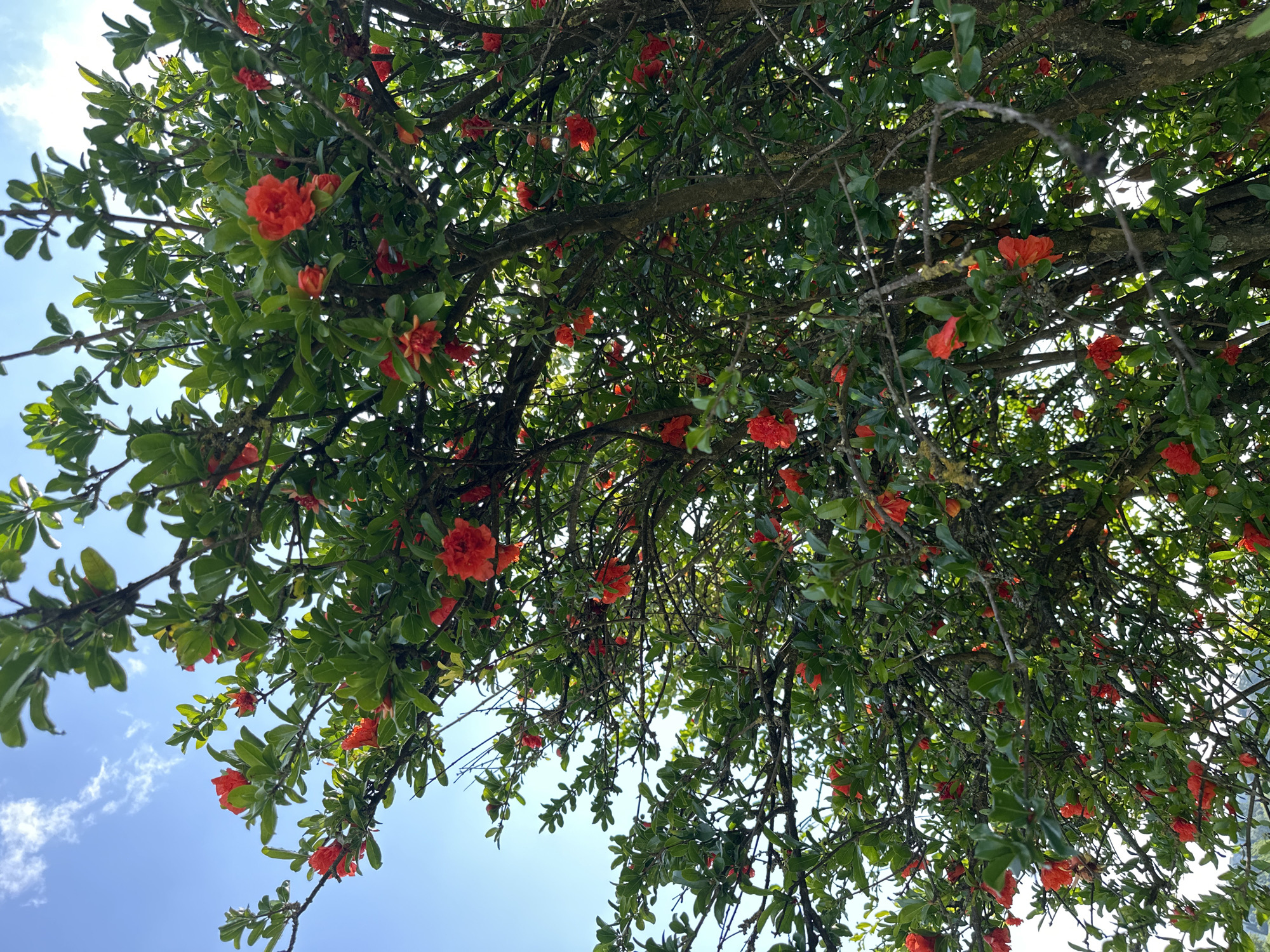 A low-angle medium shot captures a pomegranate tree in full bloom, its branches laden with vibrant red flowers and lush green leaves. The sky above is a brilliant blue, dotted with a few wispy white clouds. The tree appears to be in an outdoor setting, possibly a garden or park, with glimpses of distant foliage visible at the bottom of the frame. The image is composed in portrait orientation. The scene does not contain any people.