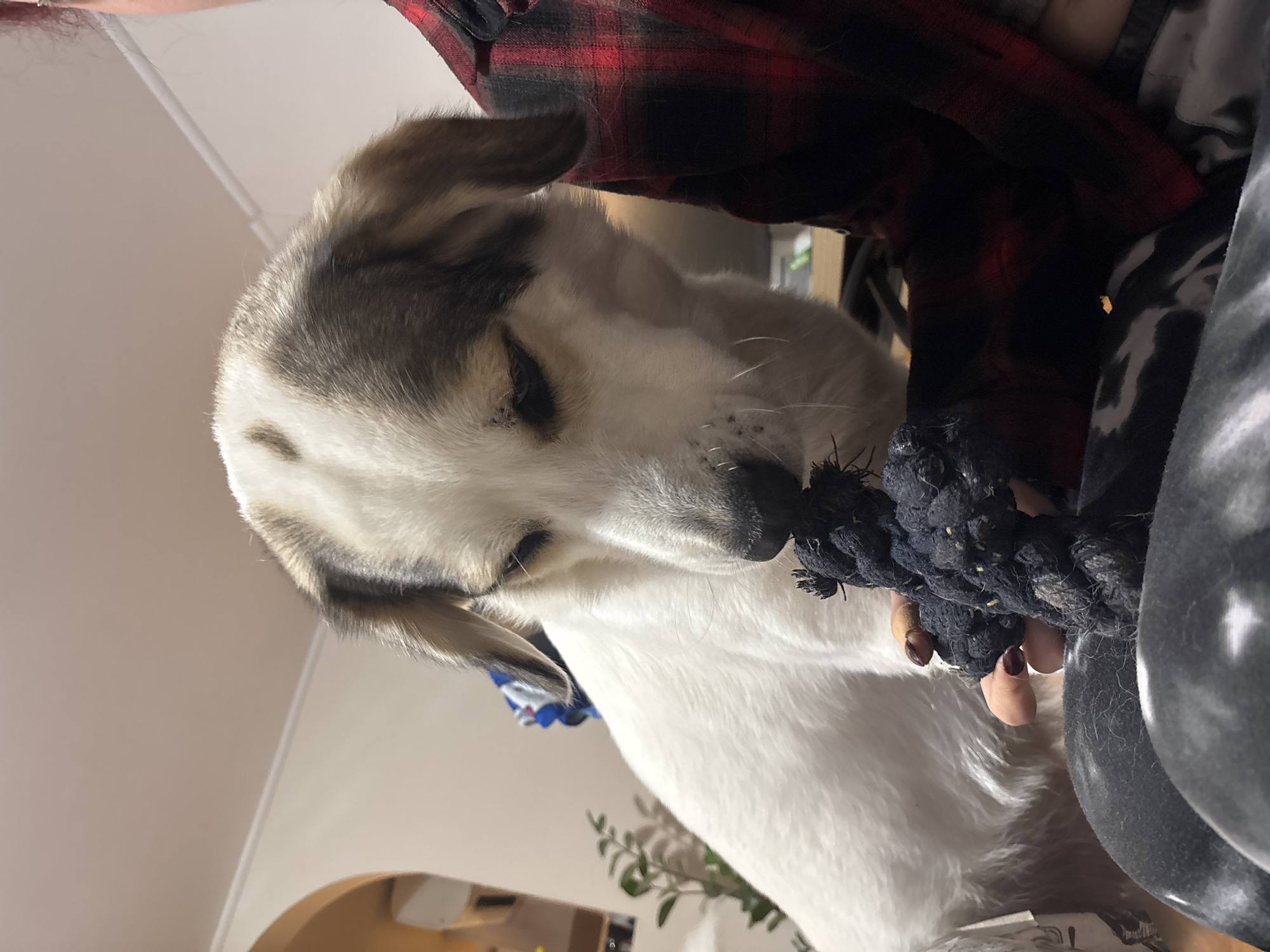 A close-up indoor shot shows a dog with white and gray fur resting its head on a person's lap and chewing on a dark blue rope toy. The person is wearing a red and black flannel shirt and gray patterned pants. The background includes a glimpse of an archway, a plant, and other indistinct items. The location is not discernable from the image.