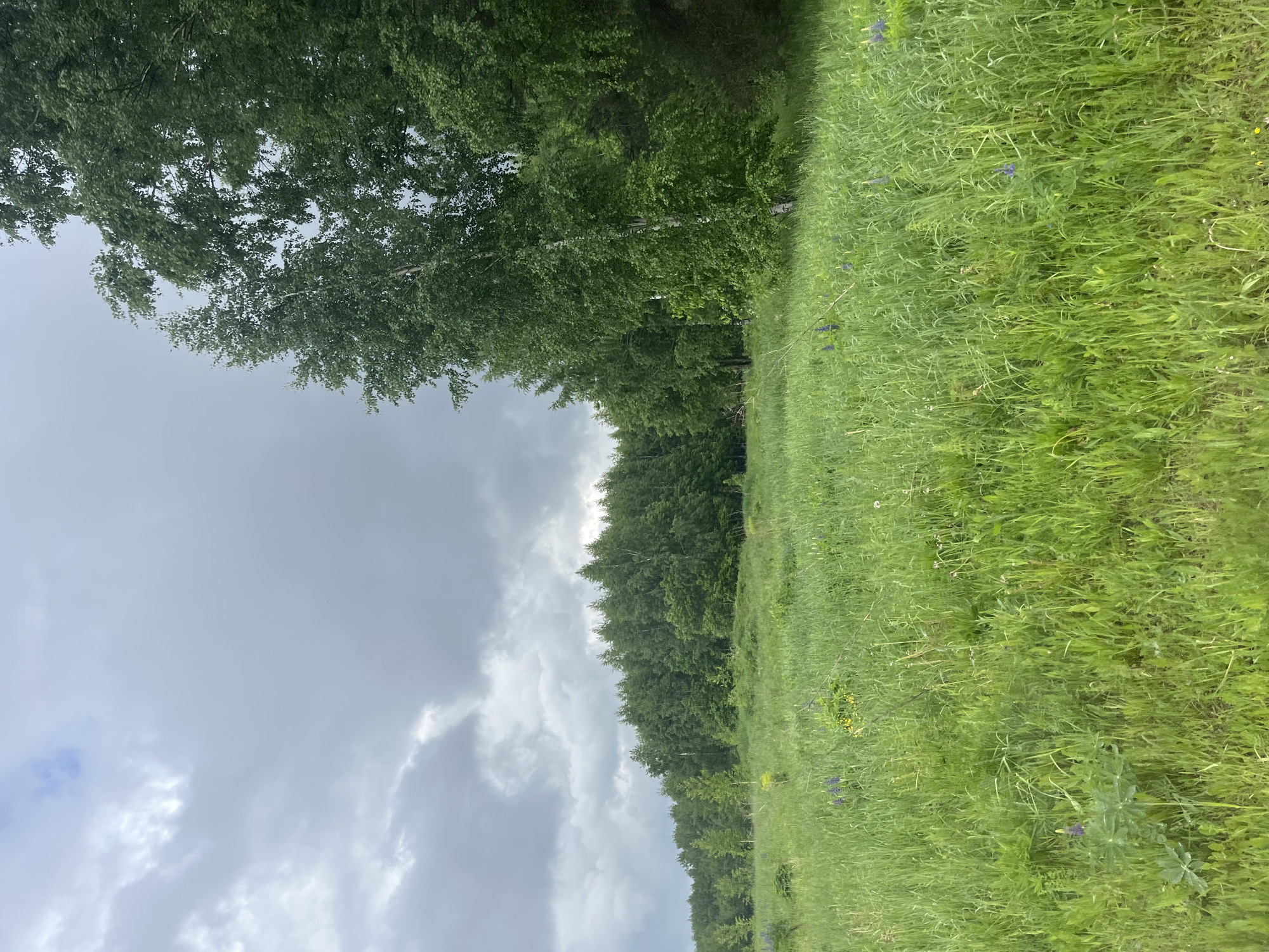 The image depicts a serene natural landscape under an overcast sky. The scene is dominated by a vast expanse of lush green grass in the foreground and midground, leading towards a dense line of trees that forms a natural border.
The sky is heavily covered with thick, grey clouds, suggesting cloudy or potentially rainy weather. In what would be the upper left corner if correctly oriented, there's a slightly brighter patch where the clouds appear thinner, possibly hinting at a break in the cloud cover or reflecting lighter conditions beyond.
A prominent row of deciduous trees stretches across the middle ground, their canopies filled with vibrant green leaves. Several trees in the foreground of this line exhibit light-colored, possibly white or silvery bark, characteristic of birch trees. The foliage appears dense and healthy, indicating a lush environment.
The foreground is filled with tall, untamed green grass, interspersed with small purple flowers and a few scattered yellow blossoms. The grass blades are varied in height and texture, suggesting a natural, unmaintained field or meadow.
There is no visible activity taking place, nor are any people or man-made objects present in the scene. The overall impression is one of natural tranquility and verdant growth. The time of day appears to be daytime, though the heavy cloud cover prevents clear indications of morning, noon, or afternoon. No visible text is present. Location cues are absent, indicating an unknown natural setting.