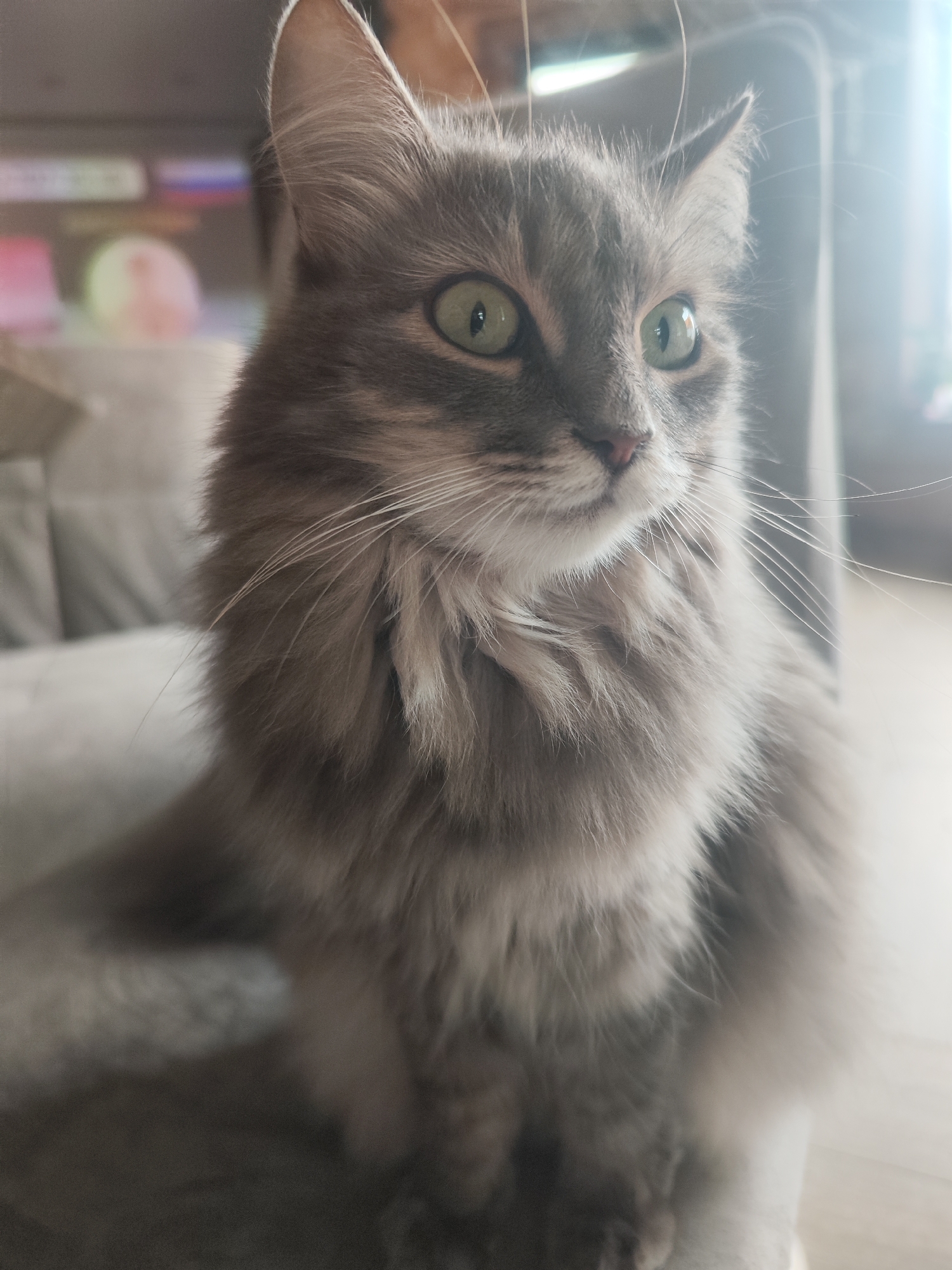 A medium shot features a gray cat with long fur. The cat has green eyes, a pink nose, and prominent whiskers. The background is blurry, but a couch and window are visible. The location is unknown.
