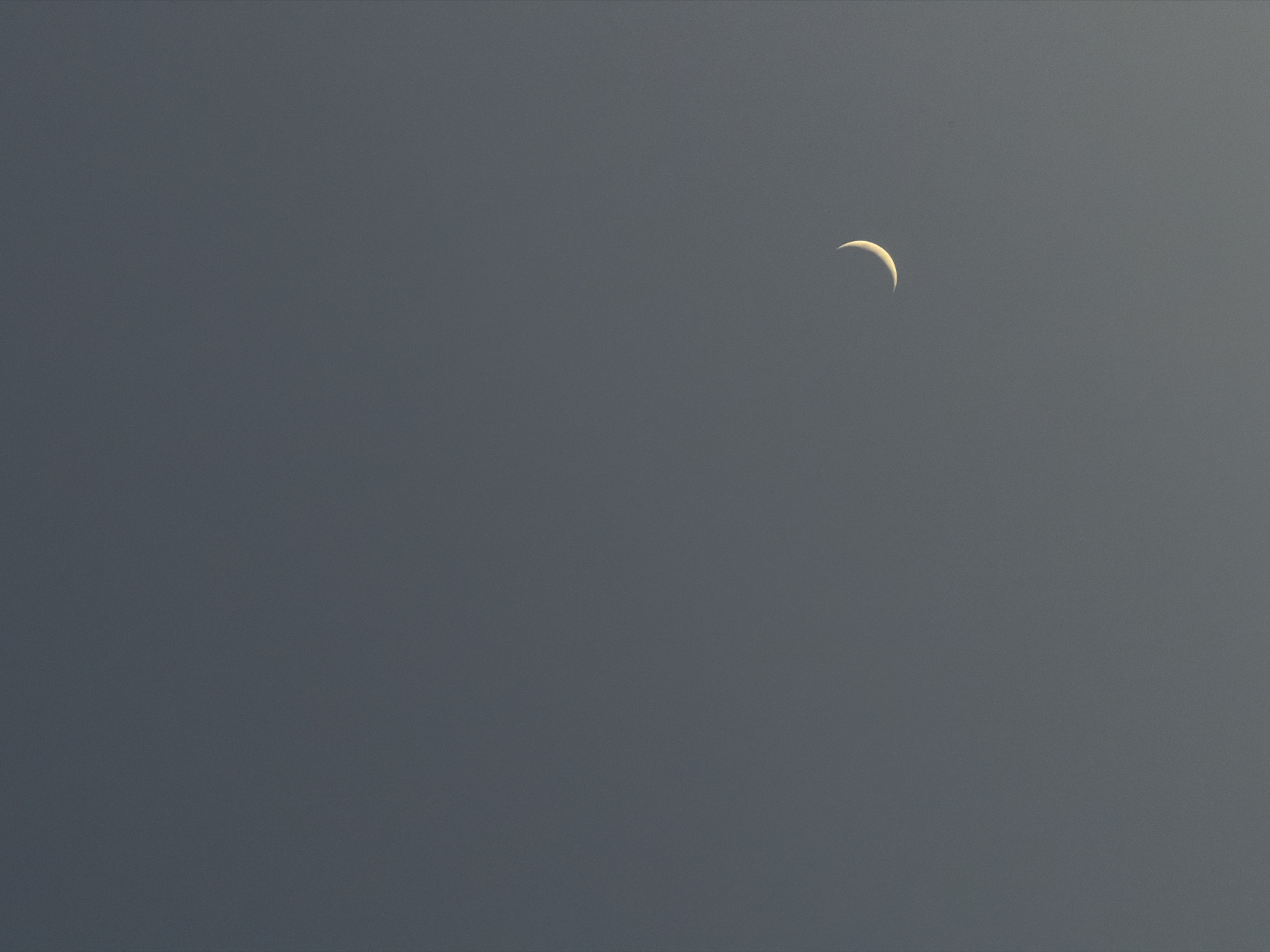 A crescent moon is visible in a gray sky. The moon is small and located in the upper right portion of the image. The background is a uniform gray, suggesting twilight or a cloudy day.