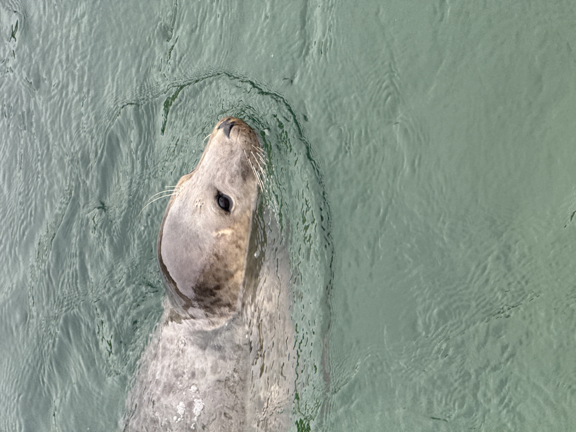 A grey seal with dark eyes, a black nose, and white whiskers is swimming in choppy, greenish water. Its head and part of its back are visible above the surface. The water is disturbed, with ripples and small waves creating a textured surface. The background is entirely composed of this water. There are no people or man-made structures visible. Based on typical wildlife sightings and the water conditions, this scene is likely captured in the waters near the coast of Santander, Spain, possibly in the Bay of Santander or the Cantabrian Sea.