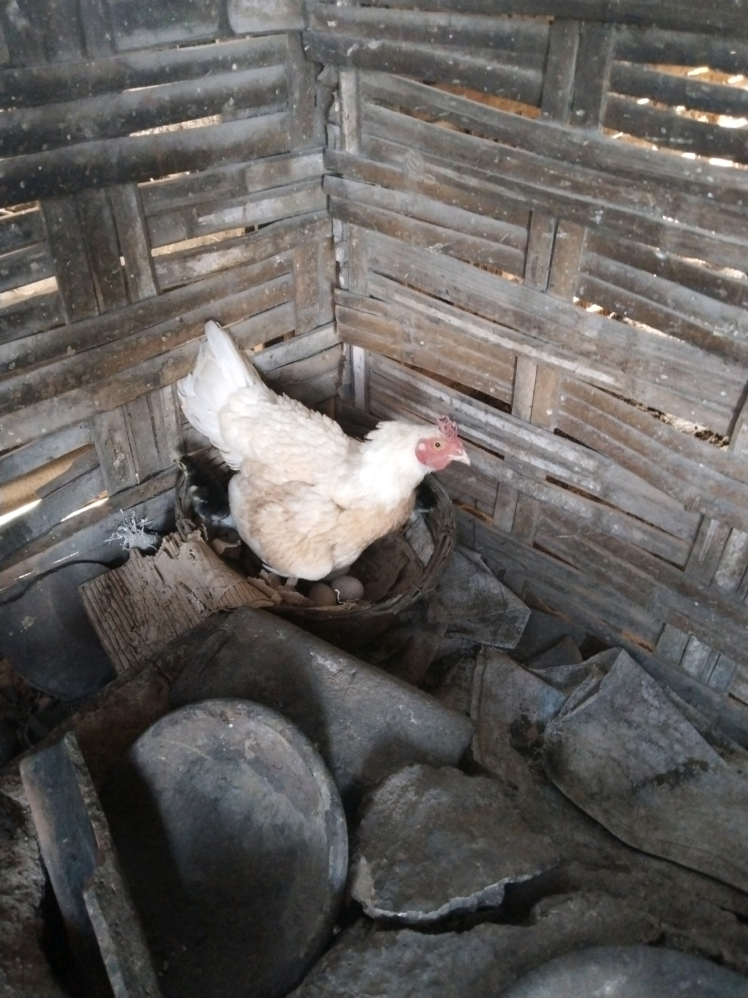 An adult hen is nestled in a woven basket, incubating several eggs. The hen is white with a reddish comb. The basket is situated in a corner of a structure made of woven bamboo, likely a coop or shelter. The environment appears rustic and somewhat cluttered, with various natural materials and possibly discarded items on the ground. The lighting suggests it is daytime. The location is identified as Kuripansari, Indonesia.