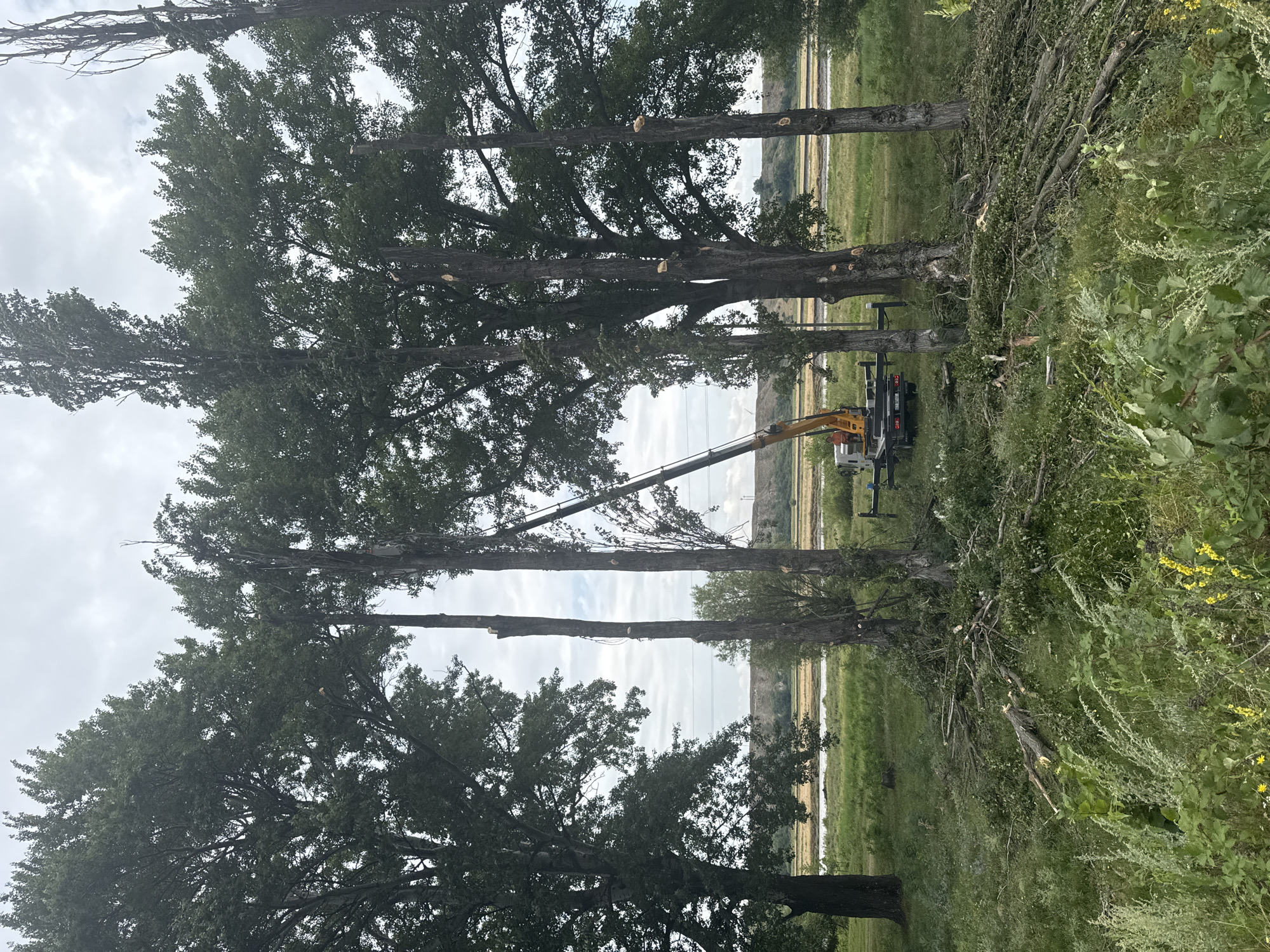 In Kvemo Khvedureti, Georgia, a crane is positioned next to several tall, slender trees that have been partially de-branched. The ground around the trees is covered in fallen branches and debris, suggesting recent tree trimming or felling. A man in an orange shirt is visible in the driver's seat of the crane. In the background, a body of water is visible, bordered by fields and a distant embankment. The sky is overcast with clouds.