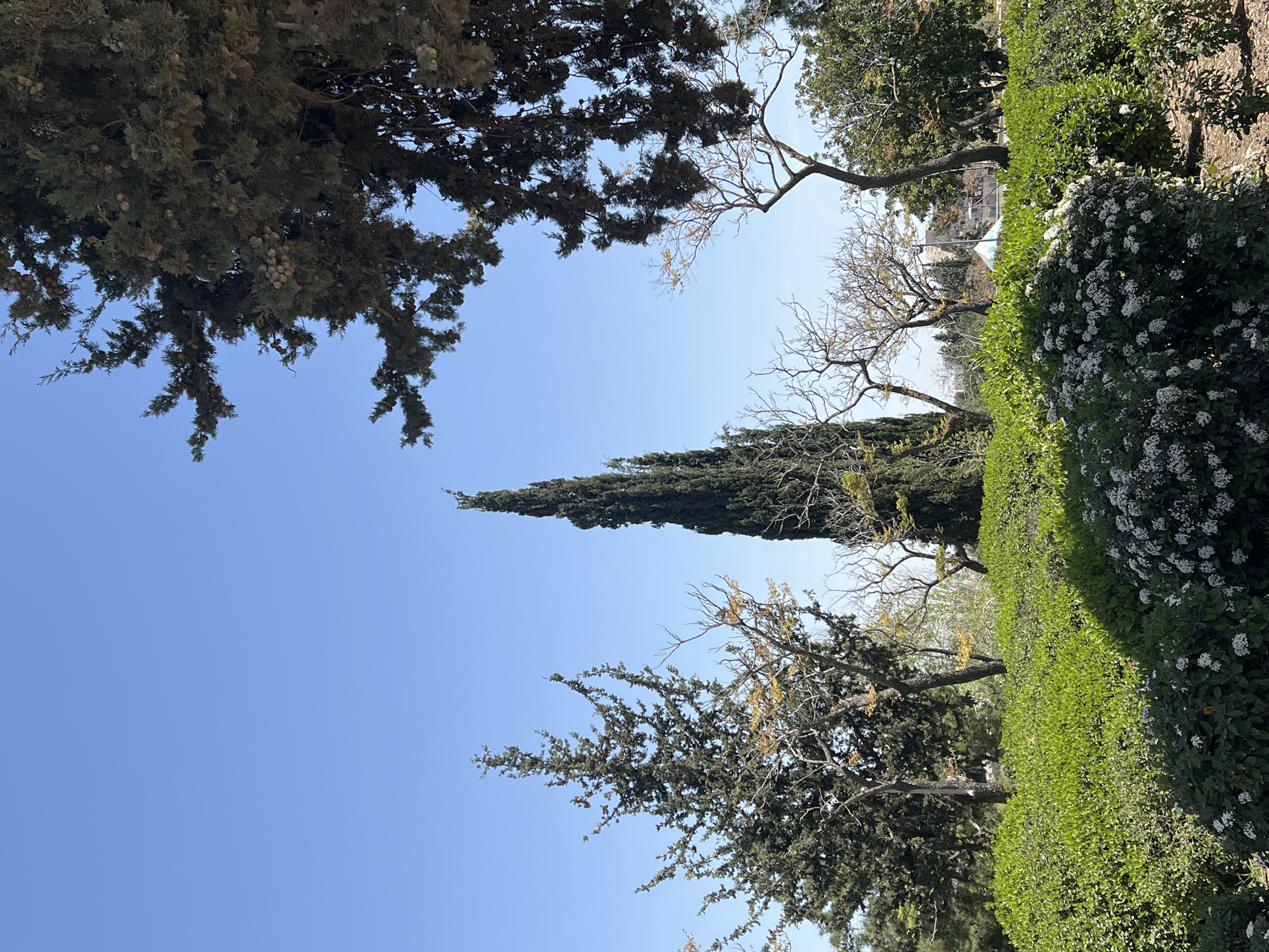 The image shows a view of trees and greenery against a blue sky. The location appears to be a park or garden in the city of Unknown, Unknown, with a tall, columnar cypress tree prominently featured. Other trees with varying foliage and some flowering bushes are also visible. The perspective is angled upwards, suggesting the photo was taken from a lower vantage point.