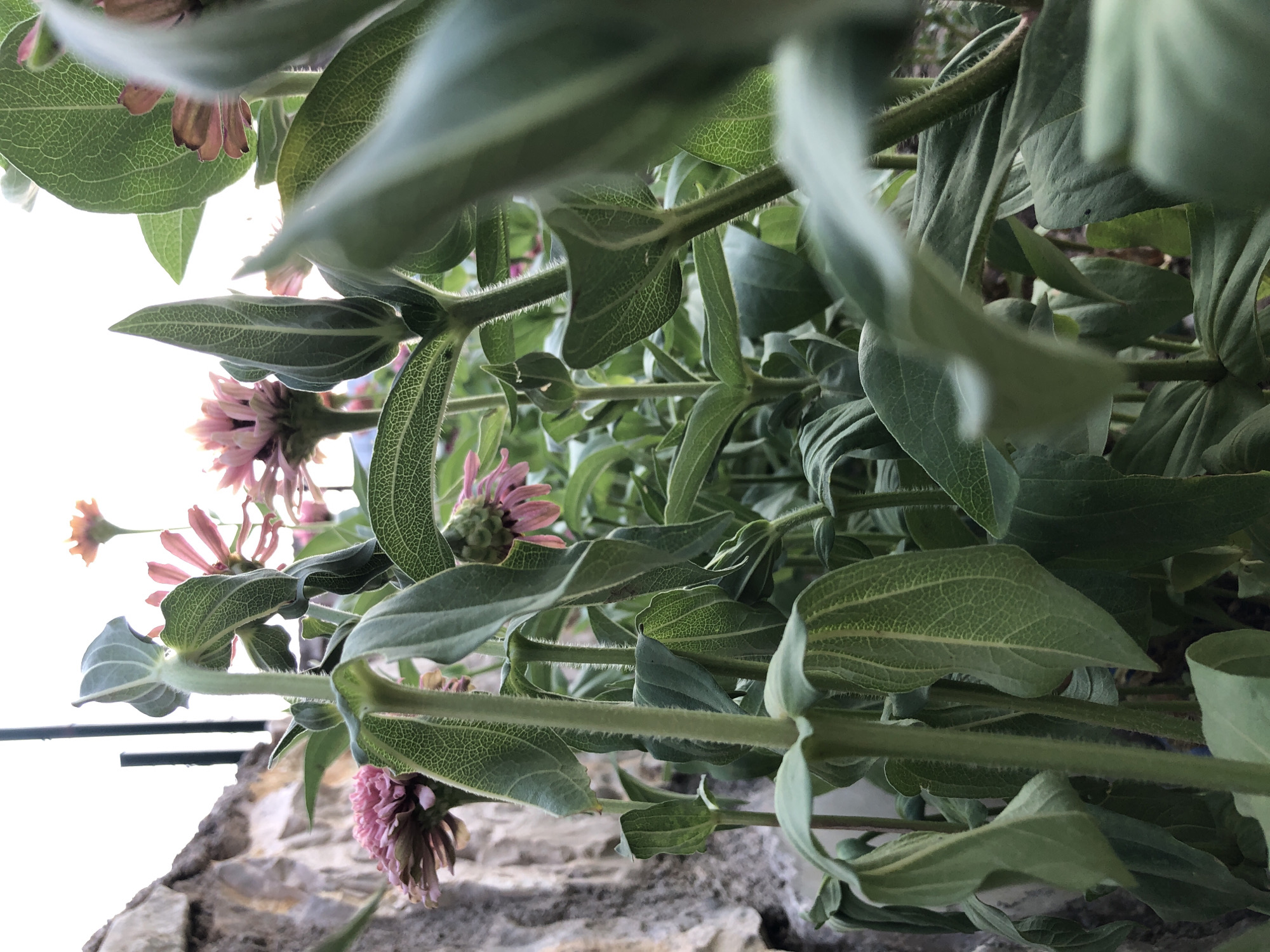 The photograph captures a close-up view of several pink zinnia flowers and their lush green foliage, set against a weathered stone wall in Karaburun, Turkey. The flowers, in various stages of bloom, display delicate petals, some fully open and others still budding. Their vibrant pink hues contrast with the muted tones of the stone wall, which appears rough and textured.
The leaves of the zinnias are broad and veined, with a slightly fuzzy texture. Their stems are thick and sturdy, some appearing slightly wilted, suggesting the time of day or the plant's condition. The background is out of focus, with a bright, hazy sky visible at the top, indicating an outdoor setting likely bathed in natural light. A dark vertical pole is also visible in the upper left portion of the frame, possibly a garden stake or part of a fence. The overall impression is one of natural beauty and the abundance of a blooming garden in a coastal town.