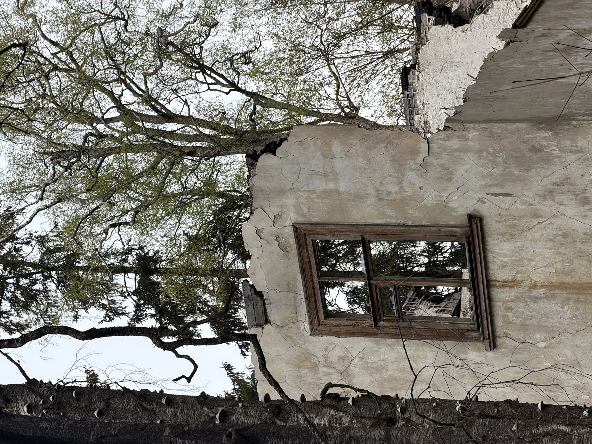 An exterior shot depicts a dilapidated building in Saint Petersburg, Russia. The building features a broken window frame embedded in a cracked, peeling wall. Trees are visible through the window and around the crumbling structure, with a large tree branch visible in the foreground. The sky is overcast. No people are visible.
