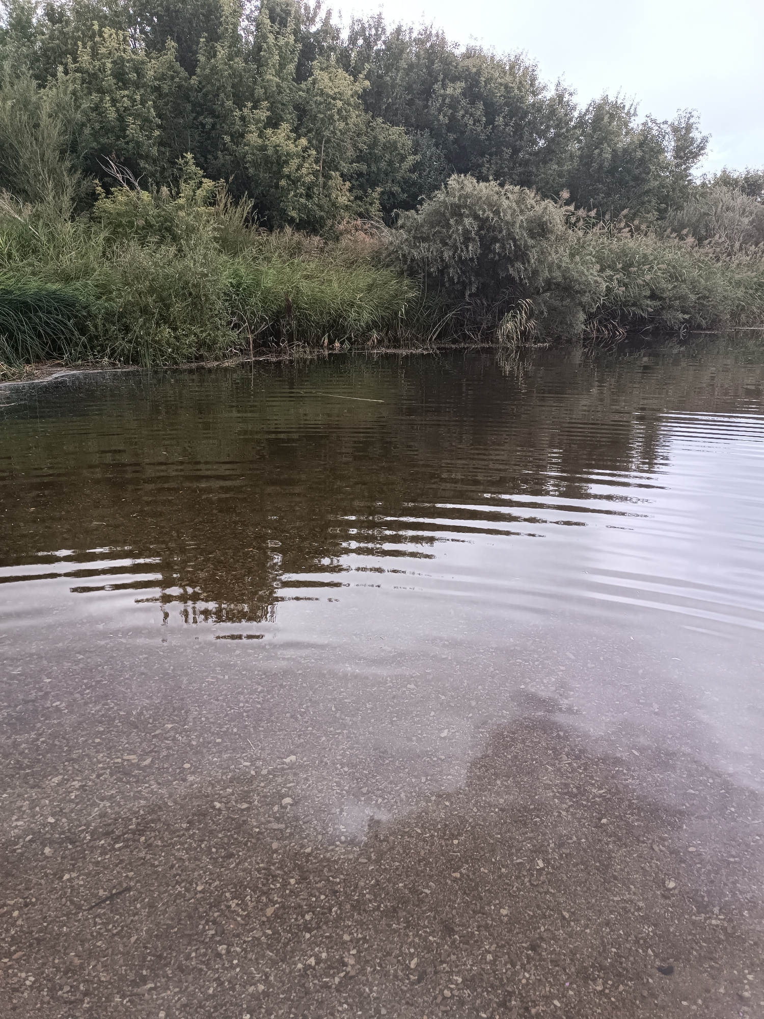 A body of water with a rocky bottom is in the foreground of this vertical, medium shot. The water is clear enough to see the pebbles and stones on the riverbed. Ripples spread across the surface of the water, suggesting a gentle current or a recent disturbance. The water reflects the overcast sky and the lush green foliage that lines the far bank of the river. The vegetation consists of a dense mix of tall grasses, reeds, and trees, creating a natural border. The overall impression is one of a tranquil, natural environment. The image appears to have been taken in or near Ozernoe, Kazakhstan, a region known for its natural beauty and bodies of water.