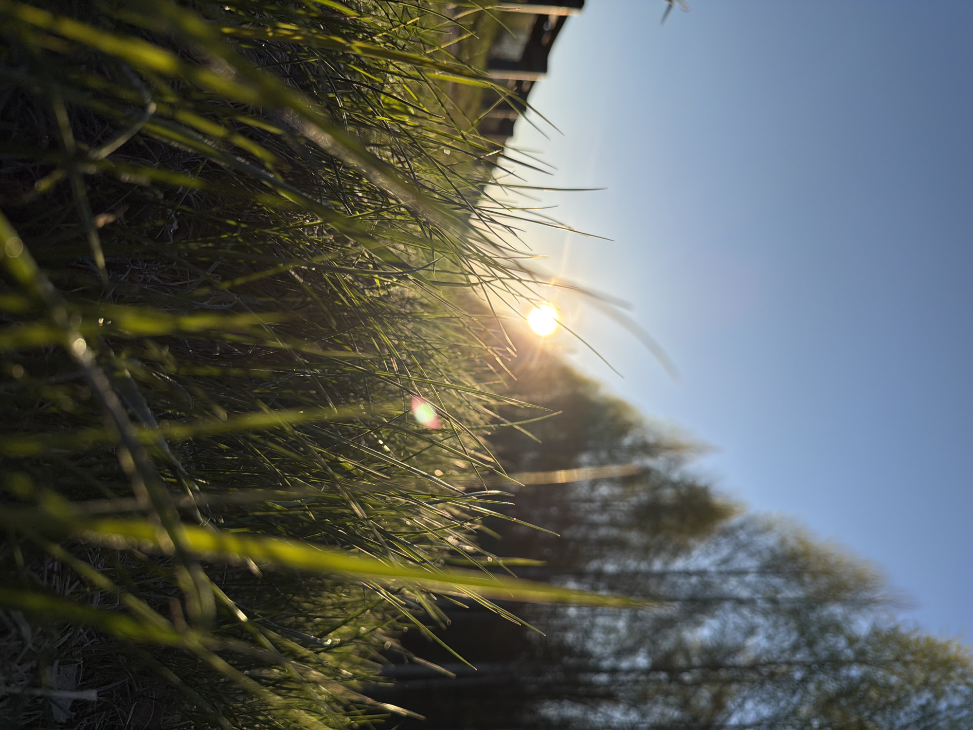 The image depicts a close-up view of green grass blades against a blue sky with the sun visible through the foliage. The location is Люкшудья, Russia. Some of the grass blades are brightly illuminated by the sun. In the background, out-of-focus trees or bushes are visible. A structure, possibly part of a building, appears in the upper part of the image.