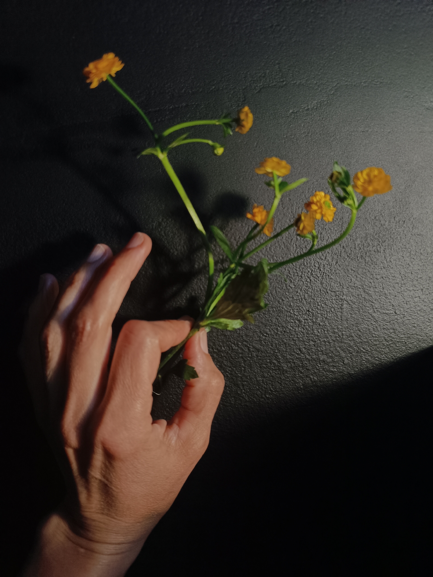 The image displays a close-up of a human hand delicately holding a small bunch of vibrant yellow flowers against a dark, textured background. The hand, positioned in the lower-left, is seen from a top-down angle, its fingers gently wrapped around the green stems of the flowers. The skin of the hand appears warm-toned, highlighted by a strong, directional light source coming from the upper-right, which casts dramatic shadows and emphasizes its contours.
The flowers are small, with multiple bright yellow petals and slender green stems. They appear to be a variety of small wild flowers, possibly buttercups, arranged in a small cluster. A few small green leaves are visible near the point where the hand grips the stems. The yellow of the flowers provides a striking contrast against the dark backdrop.
The background is a uniformly dark gray-black surface, exhibiting a subtle, rough texture, which could be stone, coarse fabric, or a textured wall. The intense lighting creates a distinct diagonal shadow across the background, enhancing the depth and dramatic mood of the scene. The overall composition is simple yet artistic, focusing on the interplay of light, shadow, and natural elements. No visible text is present. The scene is presented with a sense of quiet observation, located in Lermontov, Russia.
