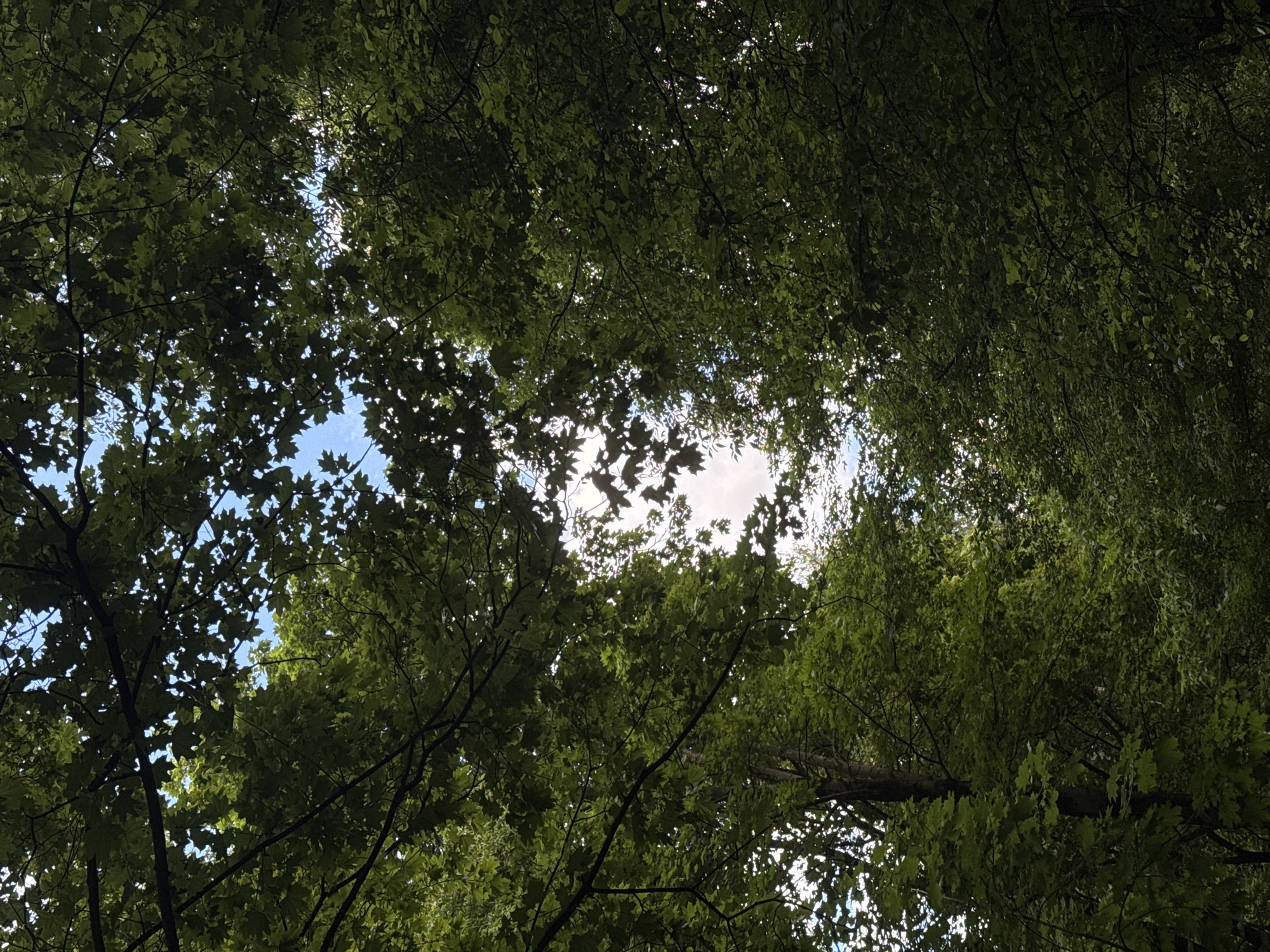 The image shows a view looking up through a canopy of green leaves, with patches of blue sky visible through the gaps. The branches of trees, some bare and dark, others laden with vibrant green foliage, form a dense overhead cover. The lighting suggests it is daytime, with sunlight filtering through the leaves, creating a dappled effect. There are no people or man-made structures visible in the frame. The scene appears to be a natural environment, likely a park or forest. The image does not provide any specific details that would allow for identification of the location within the city of Moscow, Russia.