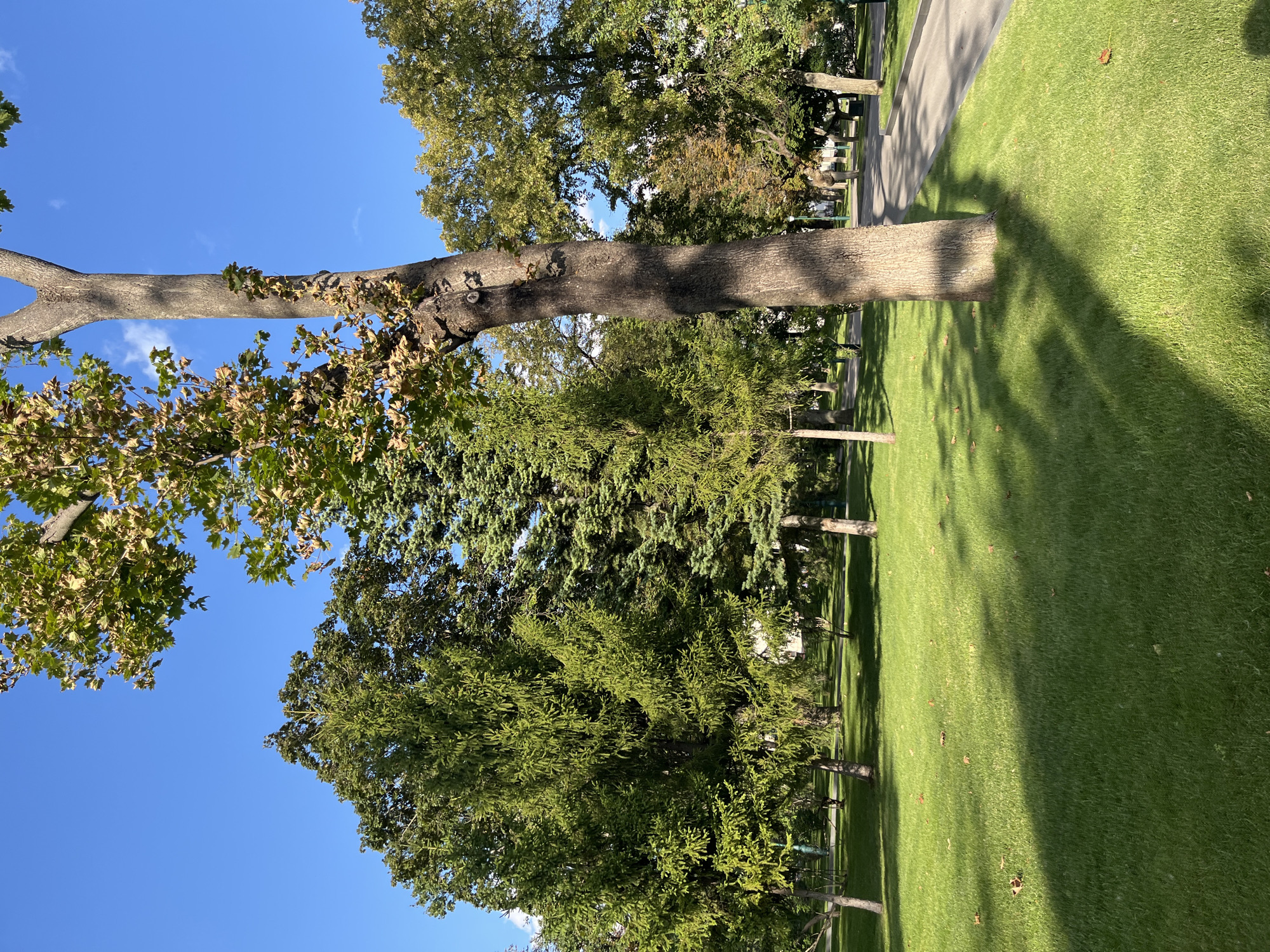 The image depicts a section of a city park in Kharkiv, Ukraine, on a bright, sunny day. The sky is a vibrant, clear blue with a few wispy white clouds. The foreground is dominated by a meticulously maintained green lawn, with scattered fallen leaves indicating the season is likely autumn. A prominent, thick-trunked tree stands in the right half of the frame, its bark textured and its branches reaching towards the sky. The tree casts a significant shadow across the grass.
Beyond the lawn, a paved pathway curves through the park. Various trees of different species and heights fill the midground and background. Some are deciduous with green and yellowish foliage, while others are coniferous with dense, dark green needles. In the distance, glimpses of park benches, lampposts, and possibly buildings can be seen through the trees. There are no people visible in the immediate scene, contributing to a sense of tranquility and natural beauty within the urban setting. The overall impression is one of a well-kept public space enjoying pleasant weather.