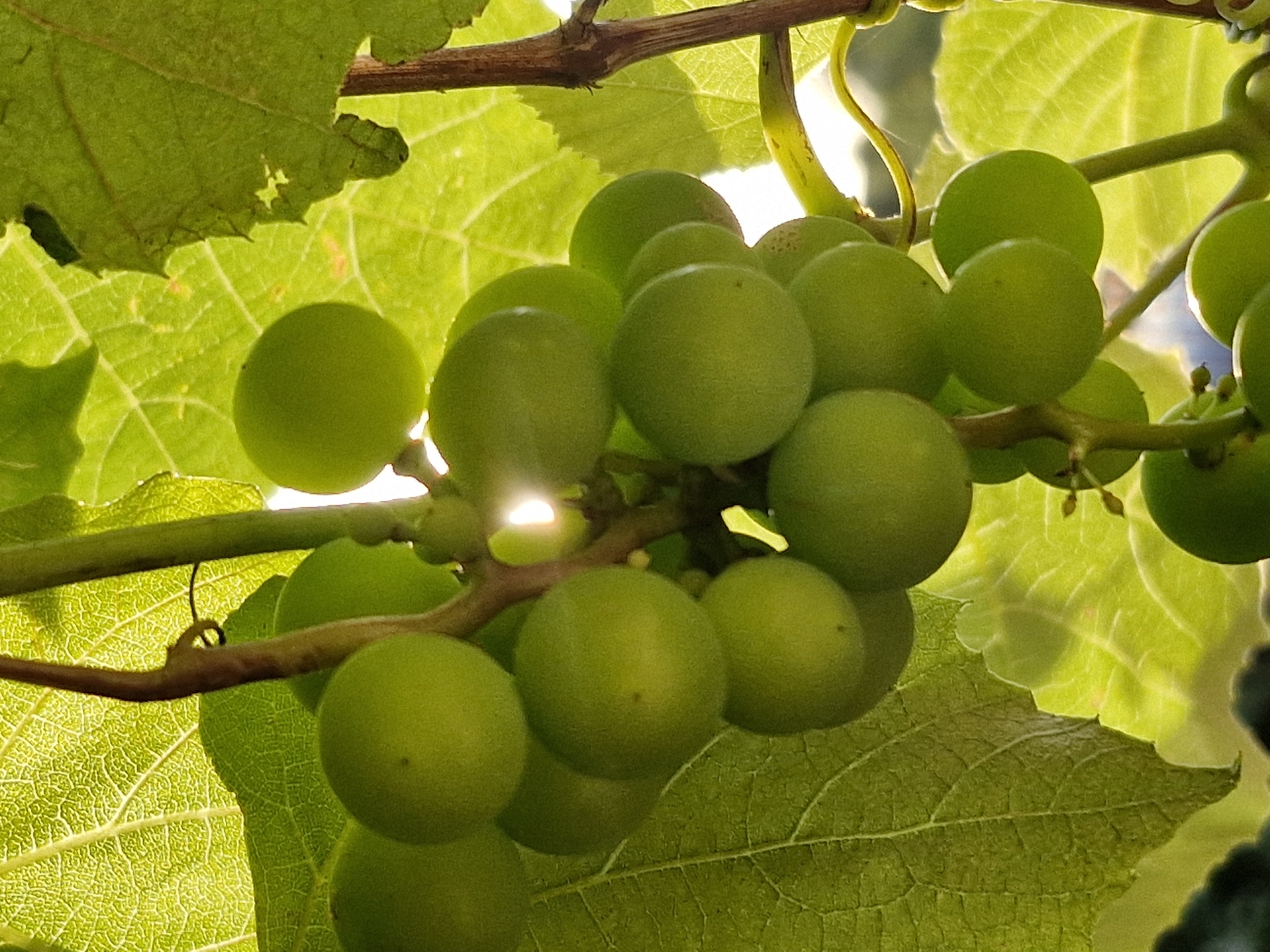This is a close-up, low-angle, natural light photograph of a bunch of unripe green grapes hanging from a vine. The grapes are round and smooth, with a matte finish. They are clustered together, with some overlapping. The leaves of the grape vine are large, lobed, and a vibrant green, illuminated from behind by the sun, which creates a bright, translucent effect. The sun is also visible as a bright, blurry spot through the leaves and grapes in the upper right portion of the image. A thin, brown, woody stem from the vine runs vertically through the center of the frame, with a small, curly tendril extending from it. The background consists of more green leaves and stems, creating a shallow depth of field that blurs the surroundings. The image is a detailed macro shot, focusing on the texture and color of the grapes and leaves. There are no people or buildings visible in the frame. Given the natural setting and the appearance of the vine, this image was likely taken in a vineyard or garden, and there is no specific information within the image to place it in Klaipėda, Lithuania.