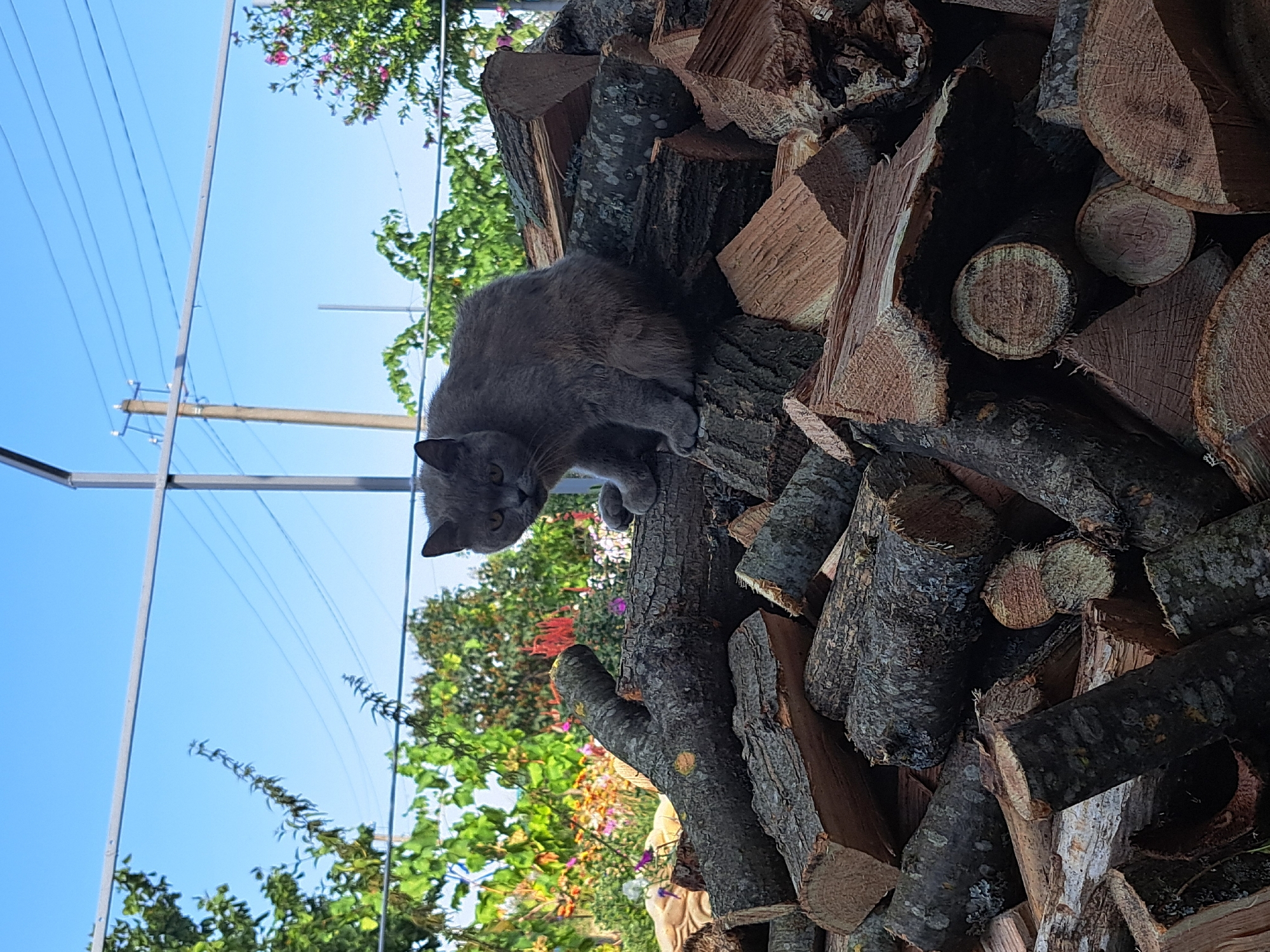 A grey cat is perched on a pile of chopped firewood. The cat is looking directly at the camera with its mouth slightly open and its eyes narrowed. The firewood is stacked haphazardly, with some logs being larger than others. In the background, there are trees and a bright blue sky with some power lines visible. The scene appears to be outdoors in a rural setting, potentially a backyard or a wooded area. The location is Vypasne, Ukraine.