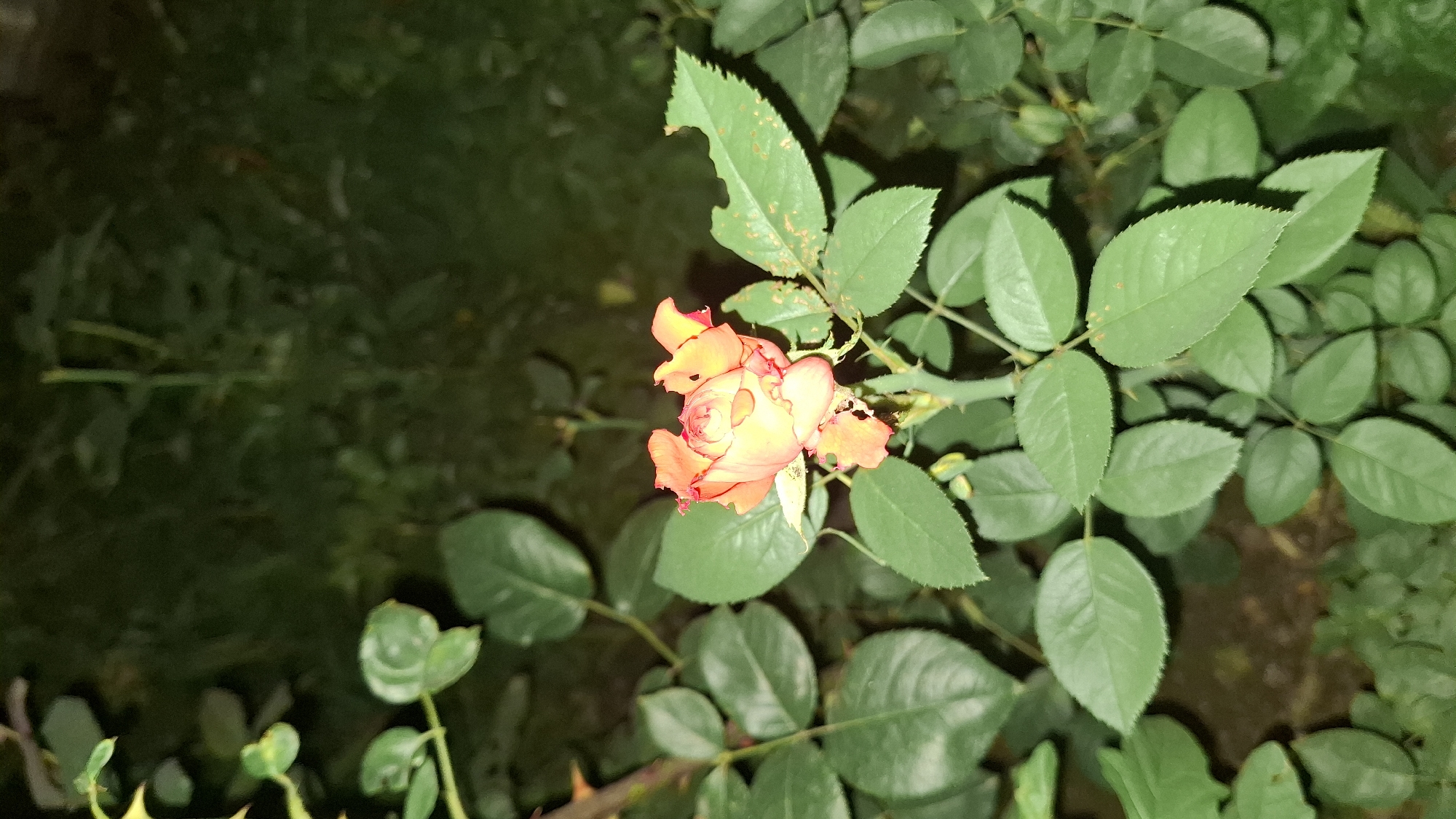 A single, partially opened rosebud, its petals a gradient of orange and yellow with hints of red, is the central subject of this image. The rose is positioned on the right side of the frame, surrounded by lush, green rose leaves. Some leaves show signs of damage, with small holes and brown spots, suggesting potential insect activity or disease. The rose stem is visible, adorned with sharp thorns.
The background is a dark, out-of-focus blur of green foliage and possibly soil. The lighting suggests it is either dusk or night, with artificial light illuminating the rose and its immediate surroundings. The overall mood is one of natural beauty, with a touch of the wild due to the damaged leaves and thorns.
There is no visible text in the image. The setting appears to be a garden or a natural outdoor space in Шұбарсу, Kazakhstan.