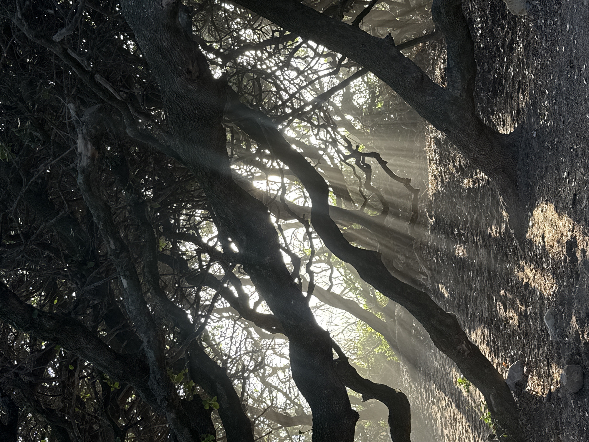 The image captures a dense grove of trees in Hout Bay, South Africa, with sunlight streaming through the branches. The trees have dark bark and gnarled branches, creating a shadowy foreground. The sunlight creates beams of light that illuminate the dust particles or mist in the air, enhancing the ethereal atmosphere. A textured surface, possibly a cliff face covered in vegetation, is visible on the right side of the image.