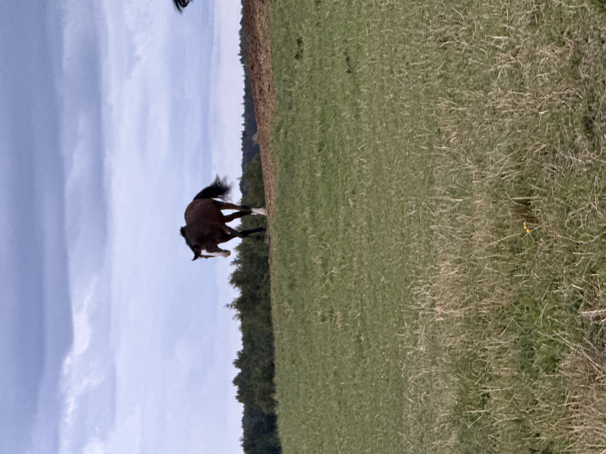 A brown horse is captured in mid-stride on a grassy field. The horse is dark brown with a white sock on its hind leg and a white blaze on its face. Its tail is flowing behind it as it runs. The horse is positioned in the left half of the frame, with its body angled diagonally towards the upper right.
The setting is an open, rural landscape under a cloudy sky. The field is covered in green grass with patches of dry, straw-like vegetation scattered throughout. A line of dark green trees borders the field in the background, separating it from the sky. The sky itself is a mix of pale blue and white clouds, suggesting it might be daytime, possibly overcast or during a transition in weather. The image is oriented vertically, with the sky at the top and the field below. The overall impression is one of natural beauty and the freedom of movement in an open space. There are no visible people, objects other than the horse, or text in the image. The activity is the horse running freely in its natural habitat.