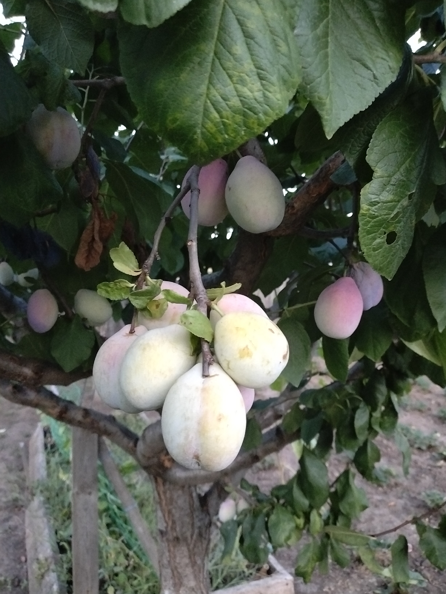 The image shows a close-up view of a plum tree laden with fruit in Nizhnedonskoy, Russia. The plums are a mix of colors, including light green, pale yellow, and a soft pinkish-purple, with some appearing almost white due to ripening. They are clustered on branches, some of which are partially obscured by the tree's large, dark green leaves. The background consists of the tree's bark and branches, and further back, the ground, which appears to be covered in dry soil and sparse vegetation, with a wooden fence visible on the left. The lighting suggests it is daytime, with sunlight filtering through the leaves, creating areas of light and shadow. The overall impression is a natural, agricultural scene.