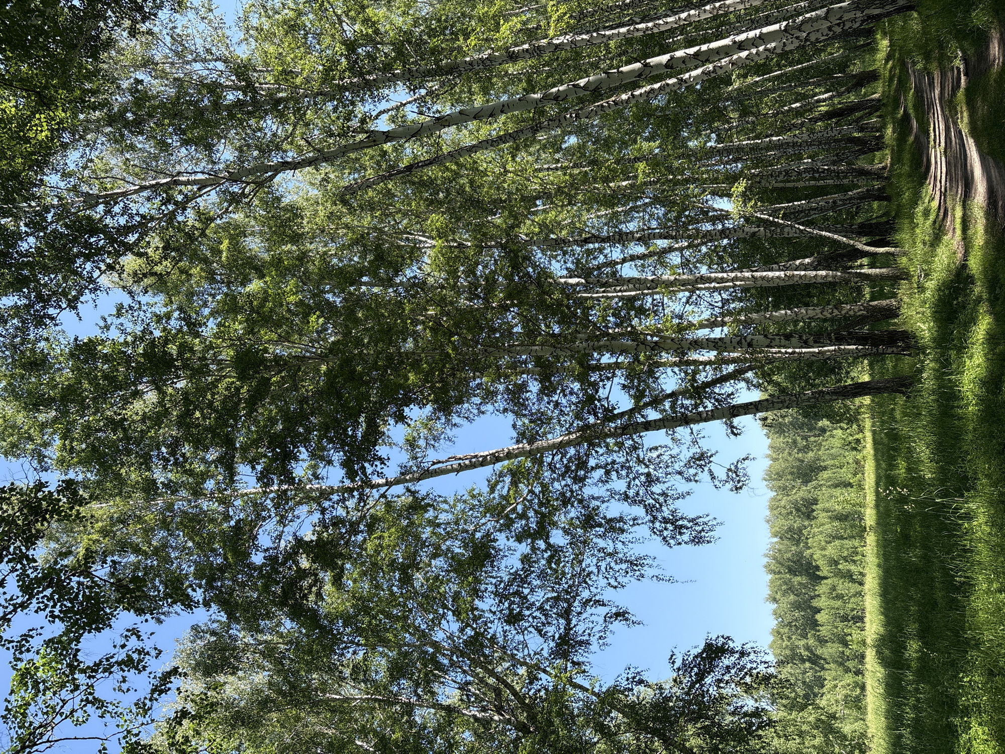 The image depicts a sun-drenched scene in a birch forest, likely in or around the city of Dubrovino, Russia. The perspective is from a low angle, looking up at the towering white-barked birch trees with their green foliage filtering the sunlight and casting dappled shadows. A dirt path meanders through the trees on the right side of the frame. To the left, a lush green meadow extends towards a dense line of trees in the background, all under a clear blue sky. There are no people or animals visible in the image. The environment is natural, suggesting a rural or forested area.