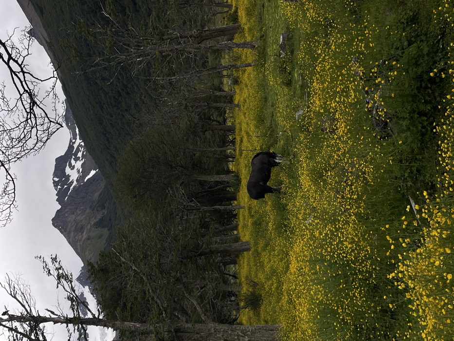 A dark horse grazes in a field of yellow wildflowers bordered by a dark tree line. A steep mountain with patches of snow rises in the background. The sky is overcast. The image is slightly rotated to the left. The foreground includes thin bare branches.