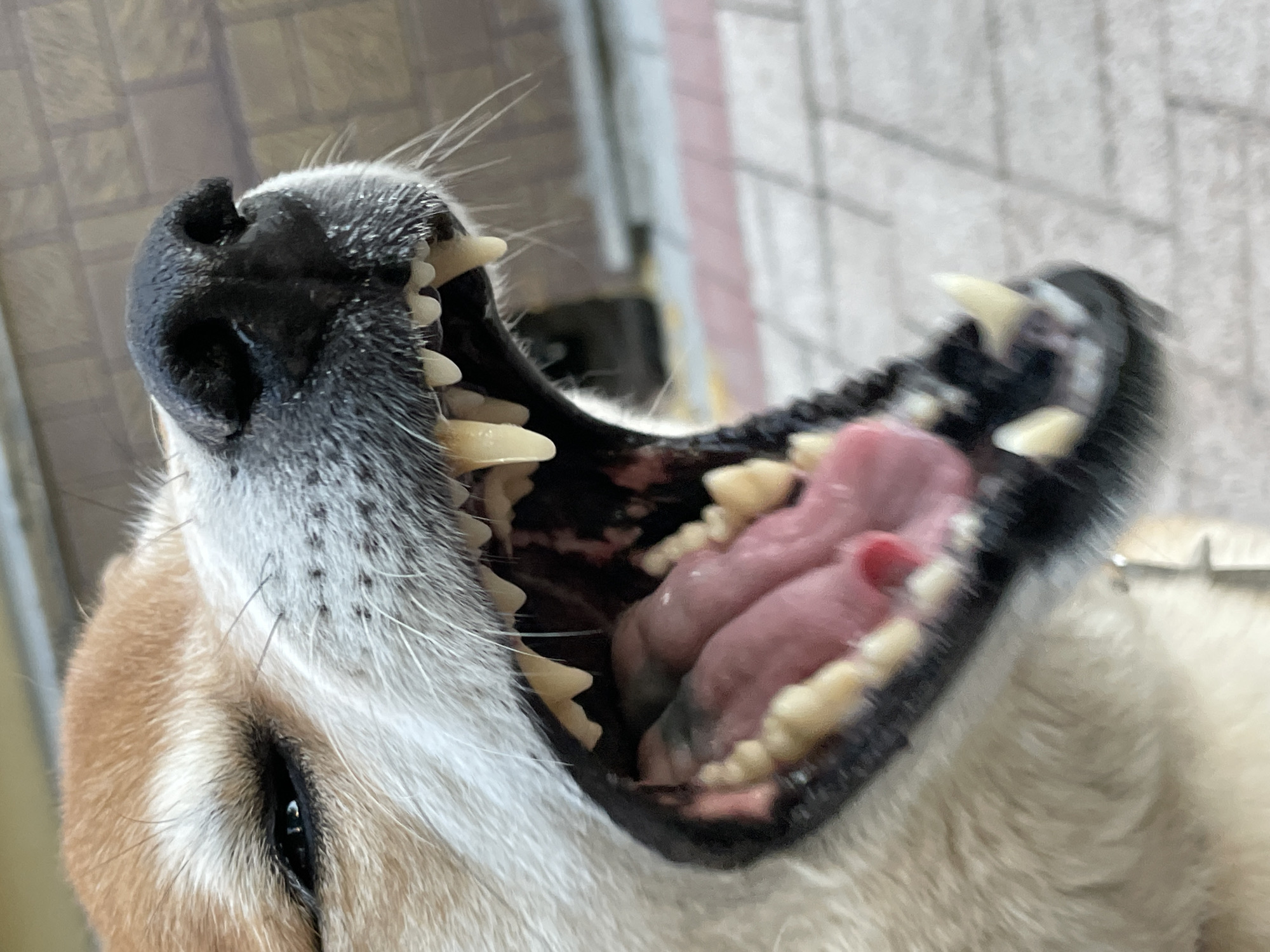 A close-up shot of a dog's open mouth, revealing its teeth and tongue. The dog's nose and one eye are also visible. The background is blurry and indistinct. The image does not contain information to determine location in the city of Zheleznogorsk, Russia.