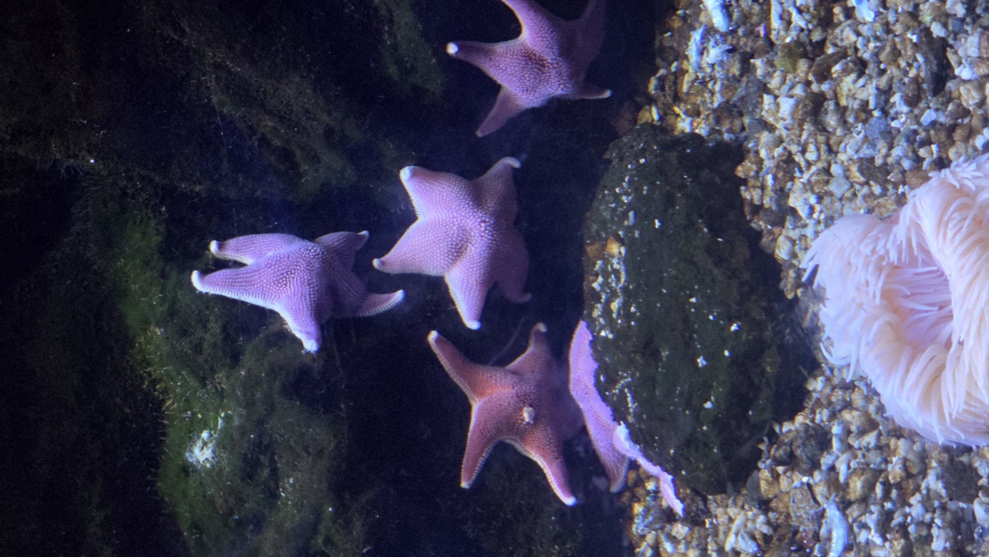 In an aquarium setting, five purple starfish are visible against a dark, algae-covered background and a gravelly seabed. One starfish is positioned in the upper center, facing downwards. Another is in the upper right, also facing downwards. A third starfish is in the middle, slightly to the right, facing left. A fourth starfish is in the lower center, facing upwards and to the left. A fifth starfish is in the lower right, facing upwards and to the left. A light pink anemone is located in the bottom center of the frame. The scene is illuminated with artificial lighting that creates some highlights on the subjects. The image was taken in Unknown, Unknown.