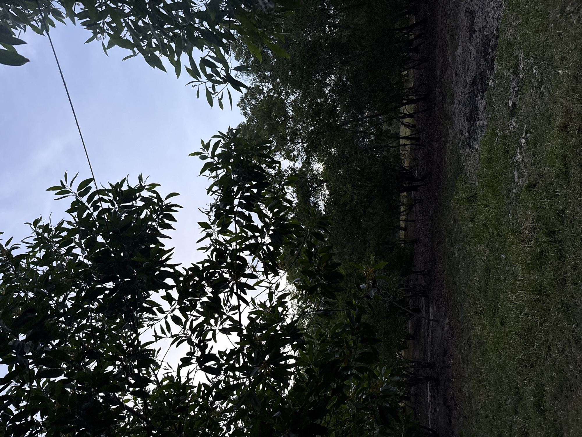 The image shows a grove of trees with sparse vegetation and a cloudy sky. A wire runs diagonally across the sky. The ground is covered with dry leaves and patches of grass. The trees are small and appear to be planted in rows, suggesting they may be part of an orchard or plantation. The overall impression is one of a rural or semi-rural setting. The location is identified as Ko Samui District, Thailand.