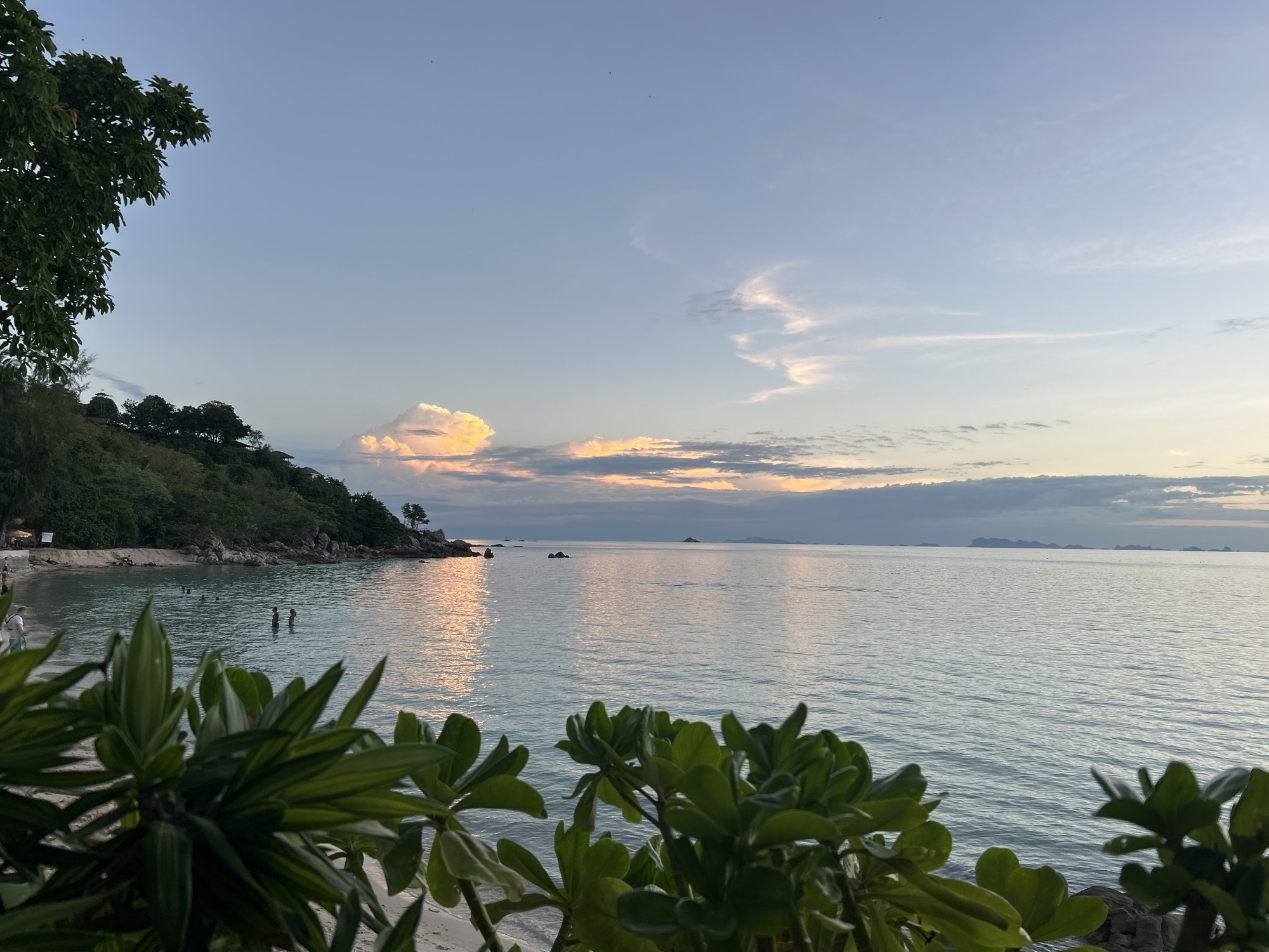 The image depicts a serene beach scene at dusk, likely in ตำบลเกาะพะงัน, Thailand. In the foreground, lush green foliage partially obscures the view. The middle ground reveals a sandy beach with several individuals wading or swimming in the calm, turquoise ocean. To the left, a tree-covered hillside slopes down towards the water. The background features a tranquil sea stretching to the horizon, under a sky painted with soft hues of blue and peach from the setting sun. Wispy clouds are scattered across the sky, and a distant island is visible on the horizon. The water reflects the colors of the sunset, creating a shimmering effect.