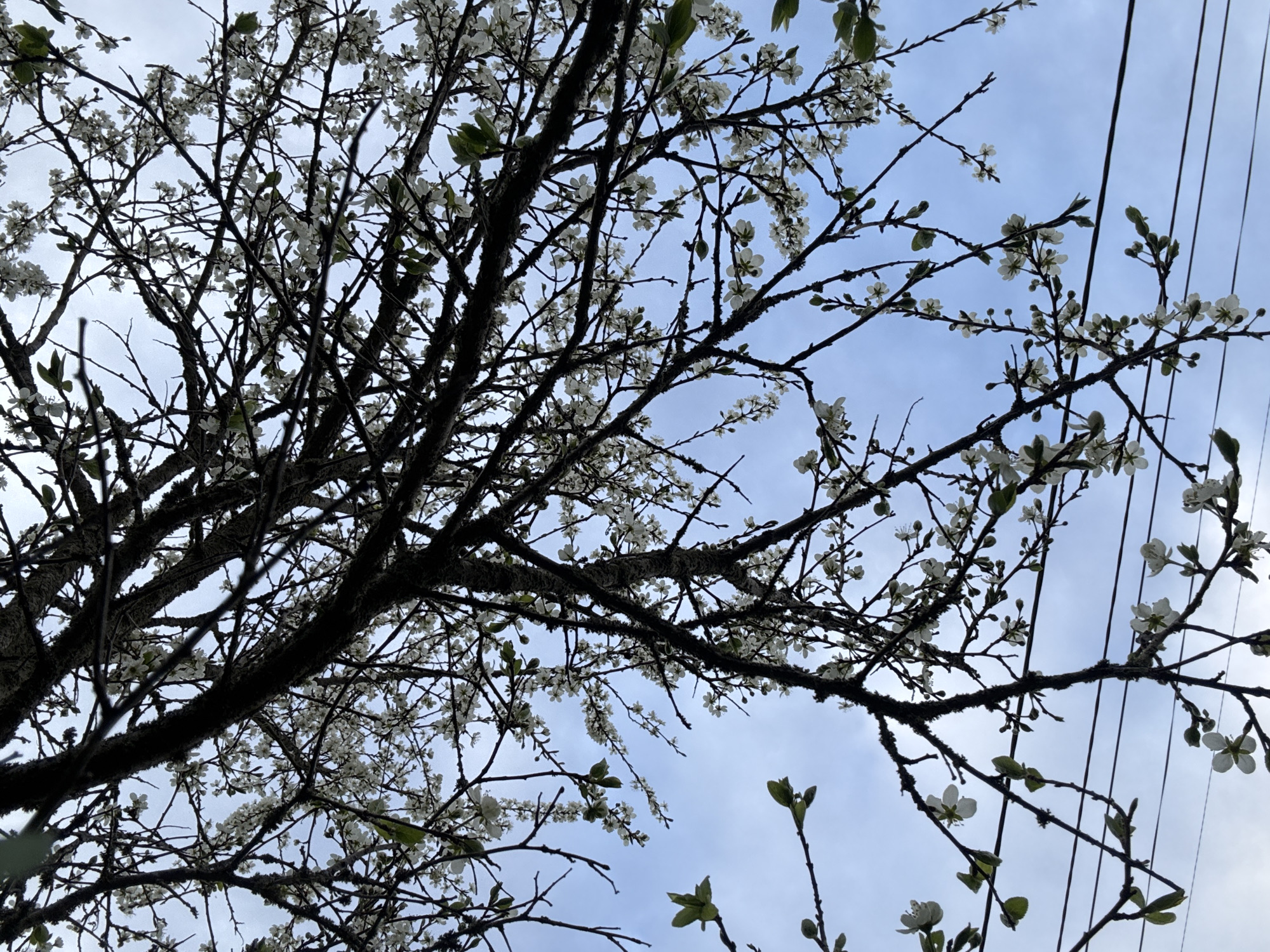 The image shows a view looking up into a tree with bare branches covered in small white blossoms. The sky is visible through the branches and is a pale blue with light cloud cover. Power lines are visible in the upper right corner of the frame.
The location is likely Zaprudnya, Russia, based on the request.