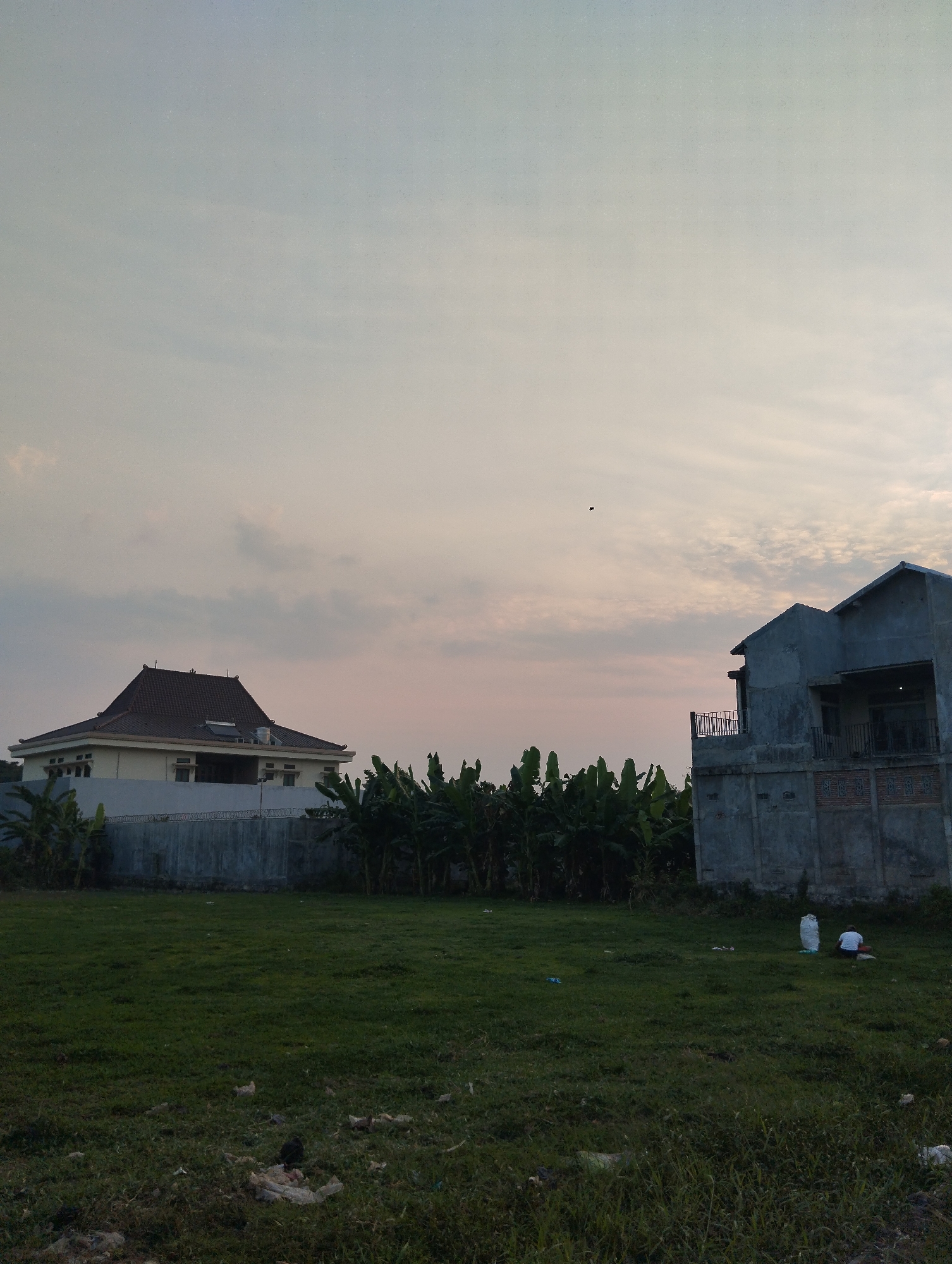 The image depicts an outdoor scene in the city of Madiun, Indonesia, likely during the late afternoon or early evening. In the background, a traditional-style house with a dark brown tiled roof is visible, set against a pale, cloudy sky that is tinged with pink. To the right of this house is a more modern, unfinished concrete building with balconies. In front of these structures, a dense line of banana trees creates a natural barrier. The foreground is dominated by a wide expanse of green grass, which appears to be somewhat overgrown and contains scattered debris, including plastic bags and other refuse. Two individuals are present in the middle ground on the right side of the image, near the concrete building. One person is kneeling next to two large white bags, possibly engaged in some activity involving the bags. The other person is standing further away, facing away from the camera. A small dark object, possibly a bird or a kite, is visible in the sky above the scene. The overall impression is one of a developing area with a mix of residential structures and natural elements, and evidence of human activity in the form of the individuals and discarded waste.