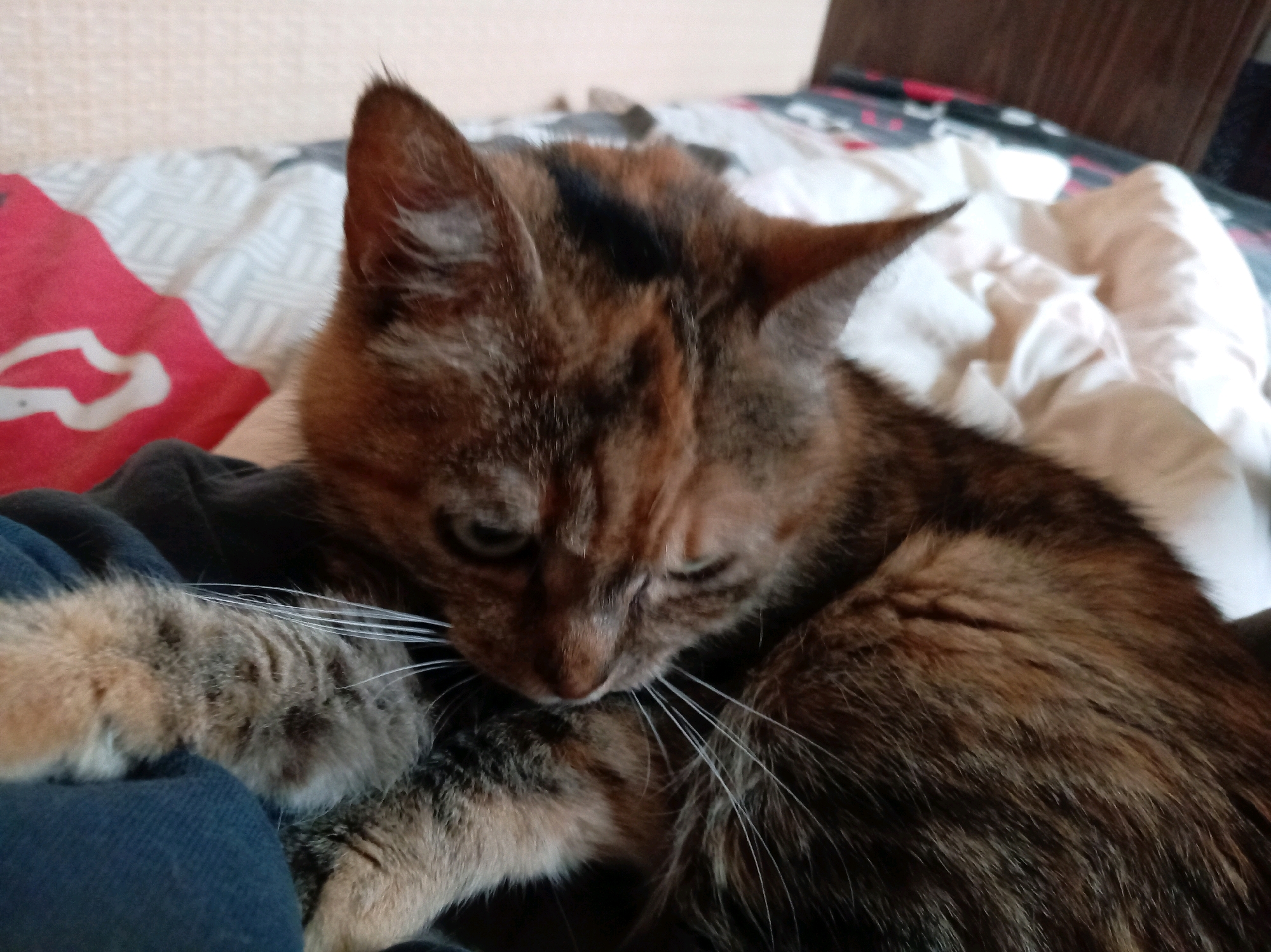 The image shows a close-up of a tortoiseshell cat lying on a bed with patterned bedding and white pillows. The cat is curled up, with its paws tucked under its chin and its head resting on its front legs. Its fur is a mix of brown, black, and orange. The cat appears to be relaxed. The background consists of a patterned duvet and pillows, as well as a dark wooden headboard of a bed. The lighting suggests an indoor setting, possibly during the daytime, as natural light appears to be filtering in. The image is taken from a slightly elevated angle. There is no identifiable indication of the location being Kohtla-Järve linn, Estonia.