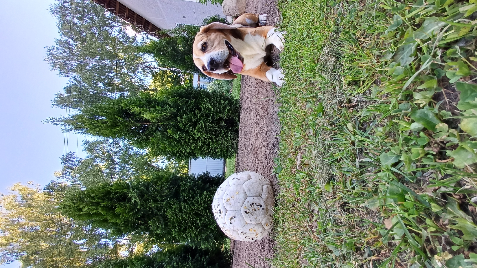 This outdoor image captures a happy-looking dog and a soccer ball in a sunny, green setting.
The main subject is a medium-sized dog, primarily light brown and white, with characteristic long floppy ears, lying comfortably on a narrow dirt path. The dog is positioned in the upper portion of the frame, facing the viewer with its mouth open and tongue extended, conveying a sense of happiness, panting, or contentment. Its front paws are tucked beneath its chest.
Adjacent to the dog, resting on the same dirt path, is an old, well-used white soccer ball. It shows signs of wear and dirt, with numerous dark spots and scuffs across its surface.
The setting appears to be a backyard or garden. A strip of vibrant green grass borders the dirt path on the right side of the frame, while a line of tall, dark green coniferous trees, possibly cypresses or thujas, runs along the left side of the path, providing a lush background. Beyond these, lighter green deciduous trees are visible under a clear, bright blue sky in the upper left. A white building with a visible roofline can be seen in the distant background.
The activity suggested is either the dog resting after playing with the ball, or waiting to play. The bright sunlight and clear sky indicate a clear daytime scene. No visible text is present in the image. The location is Timokhovo, Russia.