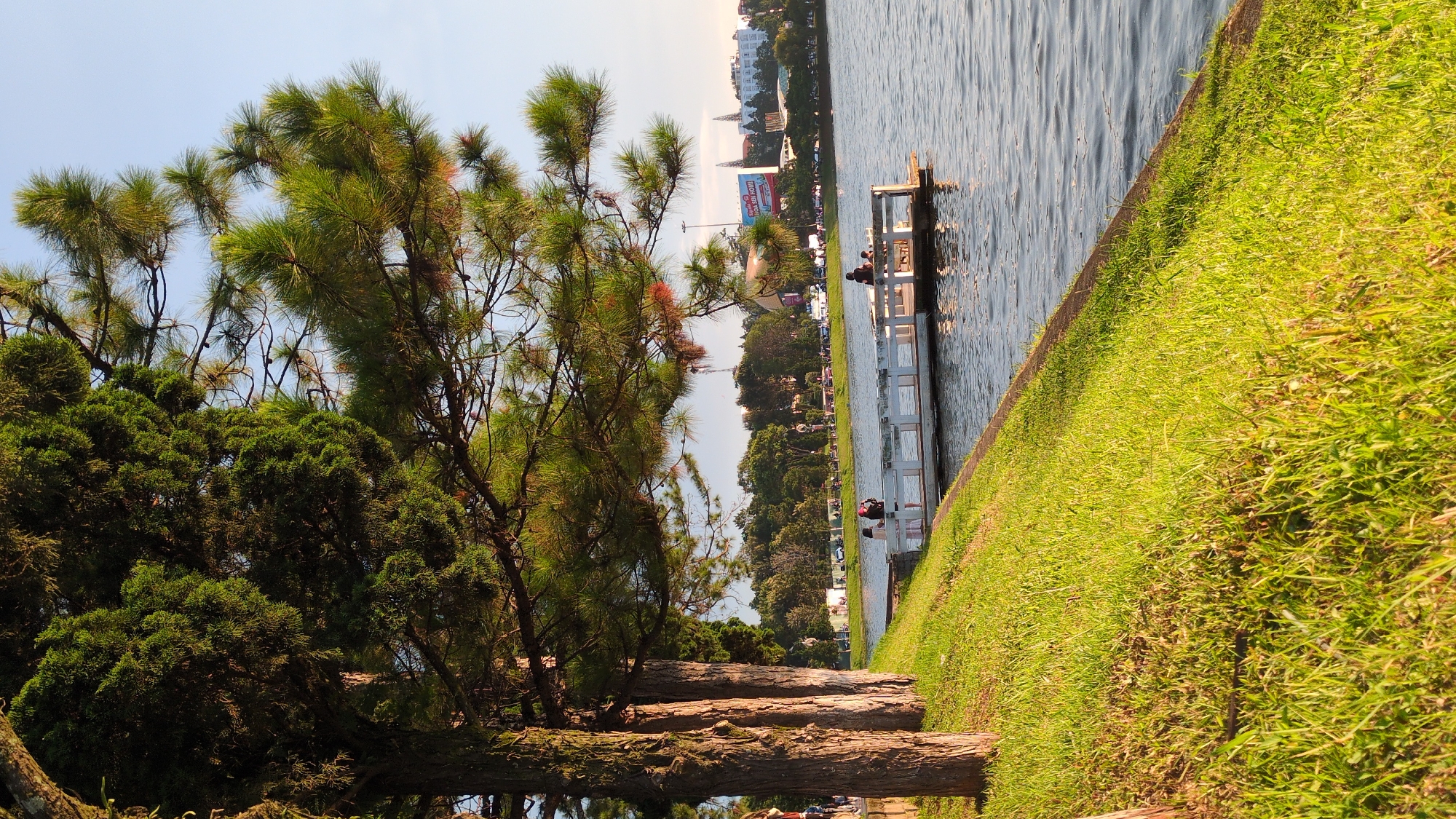 The image depicts a tranquil scene at Xuan Huong Lake in Da Lat, Vietnam. In the foreground, lush green grass slopes down towards the calm water. Several tall, mature pine trees with dense foliage line the left side of the frame, their branches arching over the scene. A white wooden pier extends into the lake, and on it, three individuals are visible. Two people stand near the edge of the pier, appearing to be conversing, while another person sits further down the pier. Across the lake, the cityscape of Da Lat is visible, with a mix of buildings and trees under a clear, bright sky. A large billboard with Vietnamese text is prominent in the background. The overall atmosphere is serene and picturesque, characteristic of a pleasant day in Da Lat.