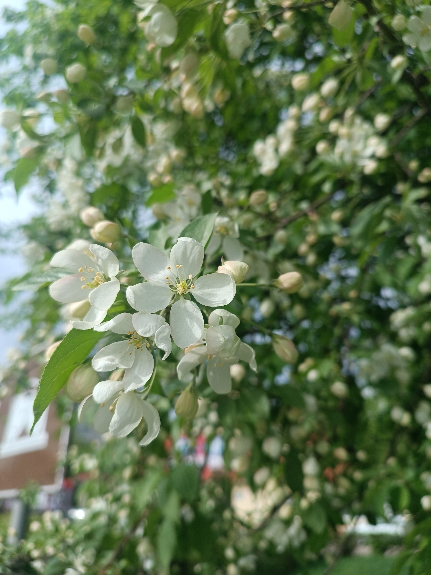 The image shows a close-up of blooming white flowers, possibly crabapple or similar, with green leaves. The background is blurred, filled with more flowers and foliage, suggesting a tree in full bloom. A portion of a building is visible in the lower left corner, hinting at an urban setting. This location is the city of Chaikovsky, Russia. The general atmosphere suggests a warm, sunny day during the springtime. No people are visible.