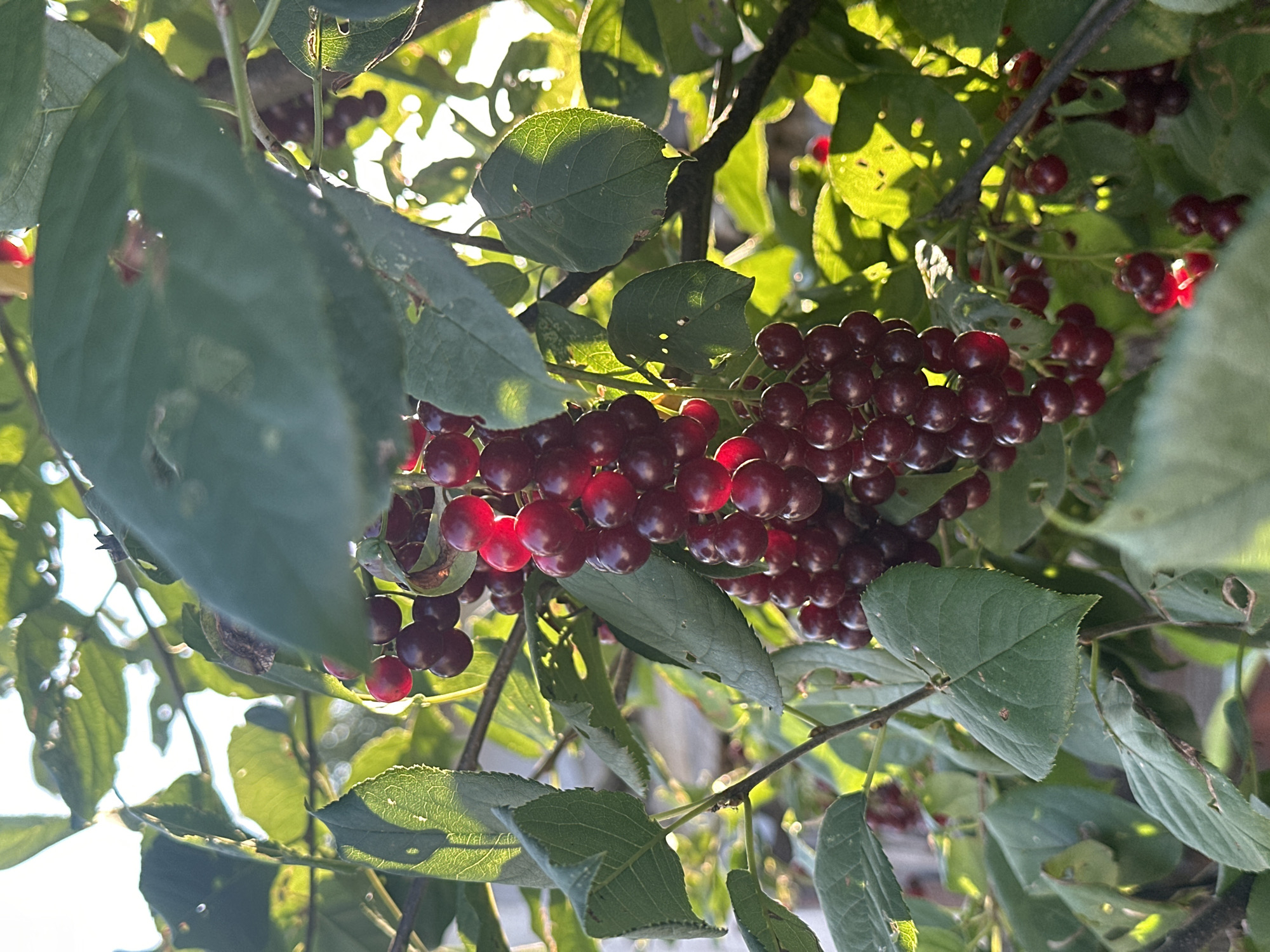 A close-up, vertical, eye-level outdoor shot shows a cluster of ripe, dark red cherries hanging from a branch amongst green leaves. The cherries are plump and round, with a glossy sheen, some appearing brighter red where illuminated by sunlight. The leaves are vibrant green and slightly translucent due to the backlight, revealing delicate vein patterns and some small holes or imperfections. The background is softly blurred, suggesting a natural setting with hints of sunlight filtering through. The scene is likely a garden or natural area within the city of Rasskazovo, Russia, given the prompt. There are no people or animals visible in the image. The focus is entirely on the fruit and foliage.